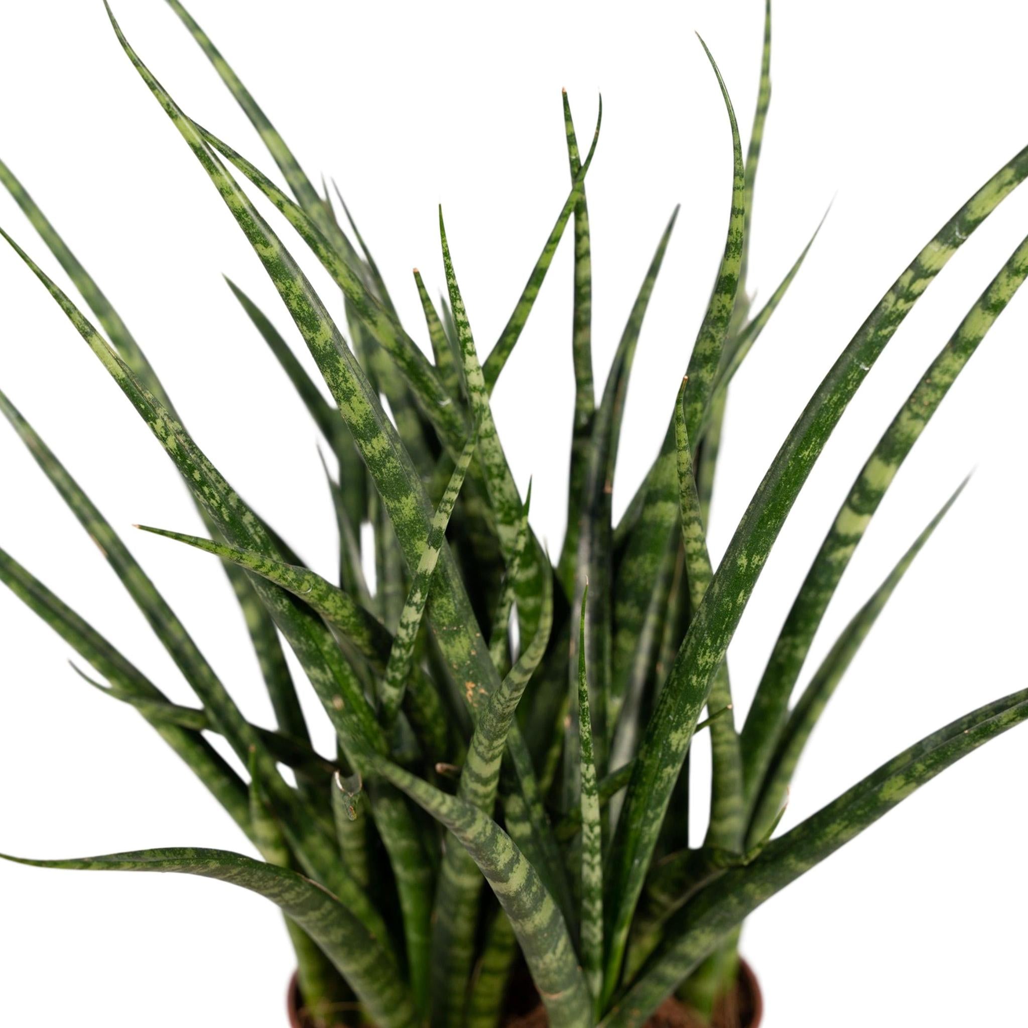 Sansevieria Punk kaufen