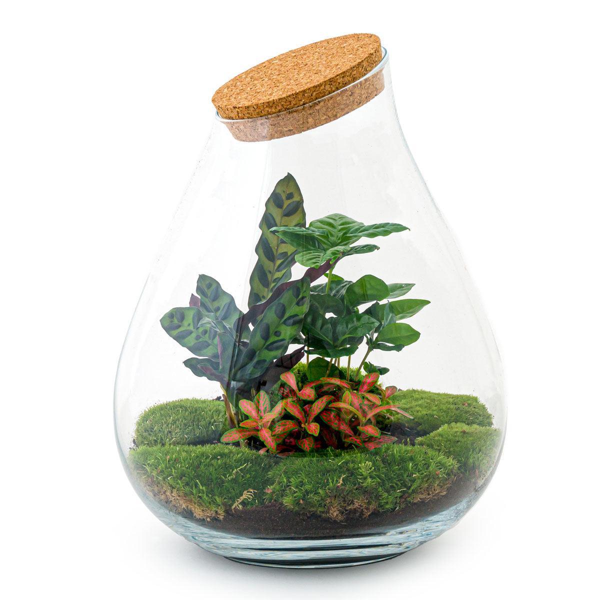 Pflanzen Terrarium - Drop XL Rood