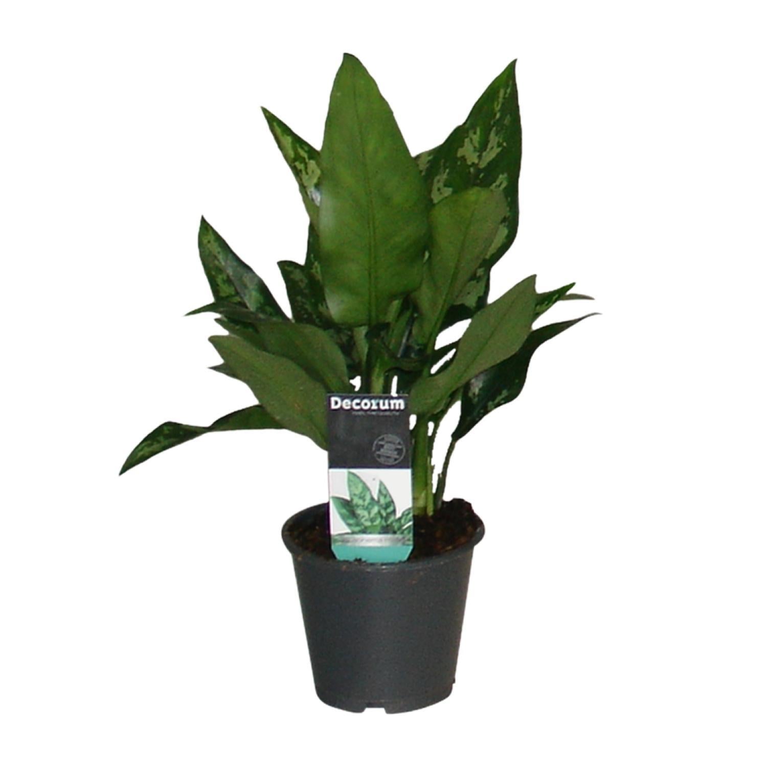 Aglaonema Maria kaufen