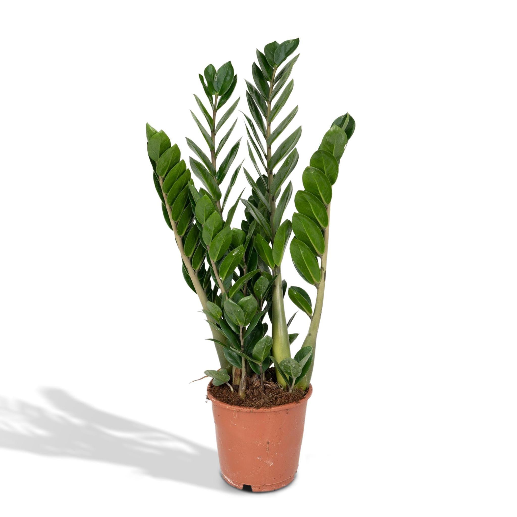 Zamioculcas Zamiifolia kaufen online