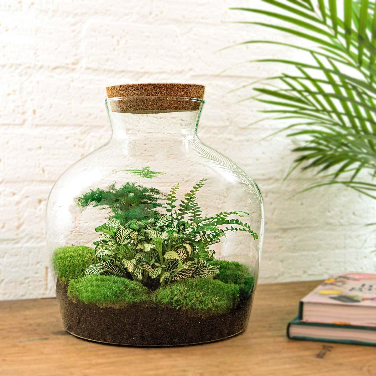 DIY terrarium - Fat Joe Groen kaufen