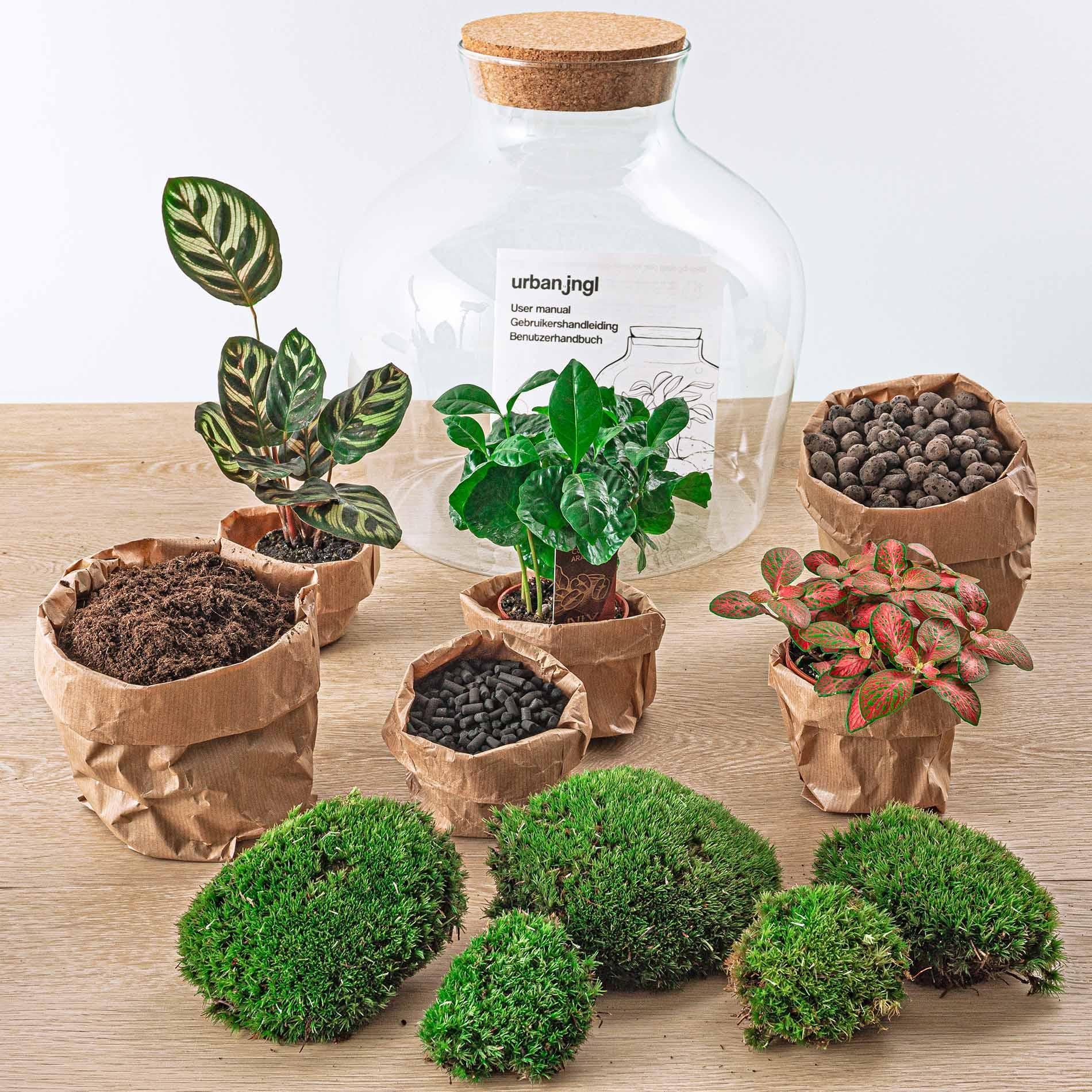 DIY Terrarium - Fat Joe Coffea kaufen