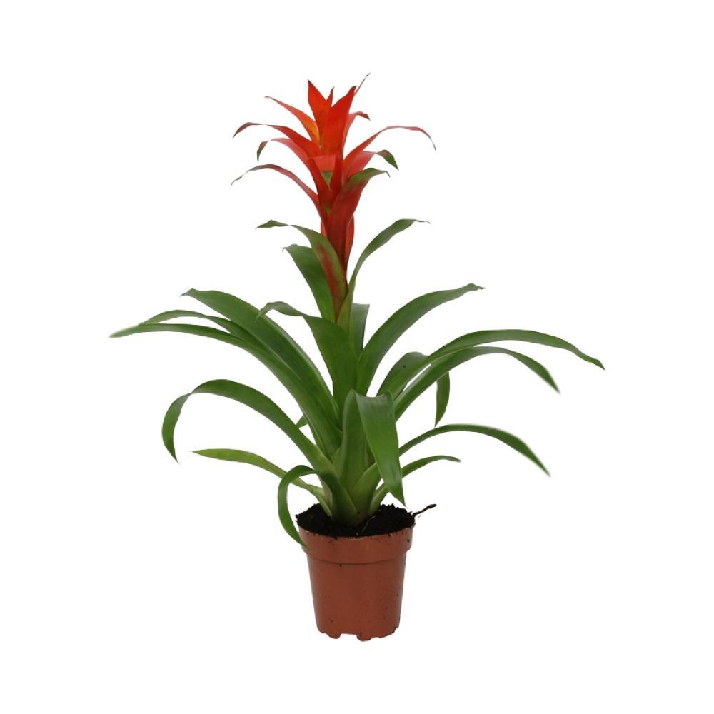 Guzmania Rot kaufen