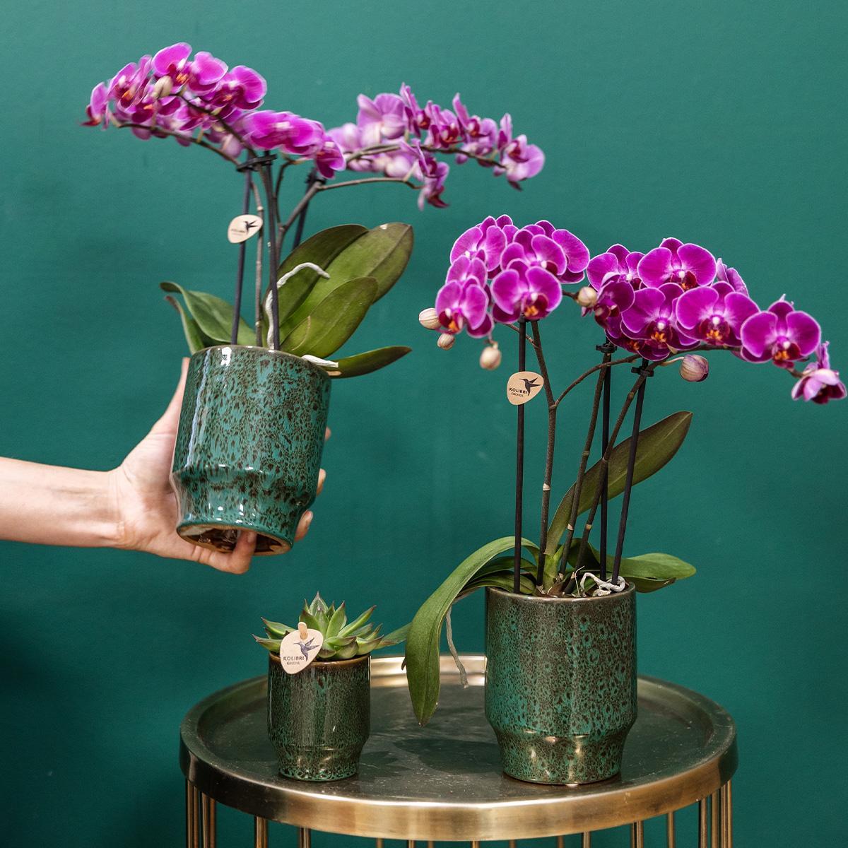 Lila Phalaenopsis-Orchidee im Morelia Classy Greenpot kaufen