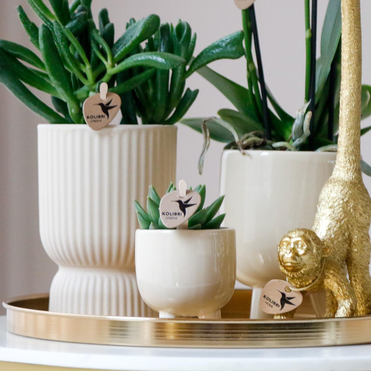 Coffret Luxury Living | Set de Plantes Blanc