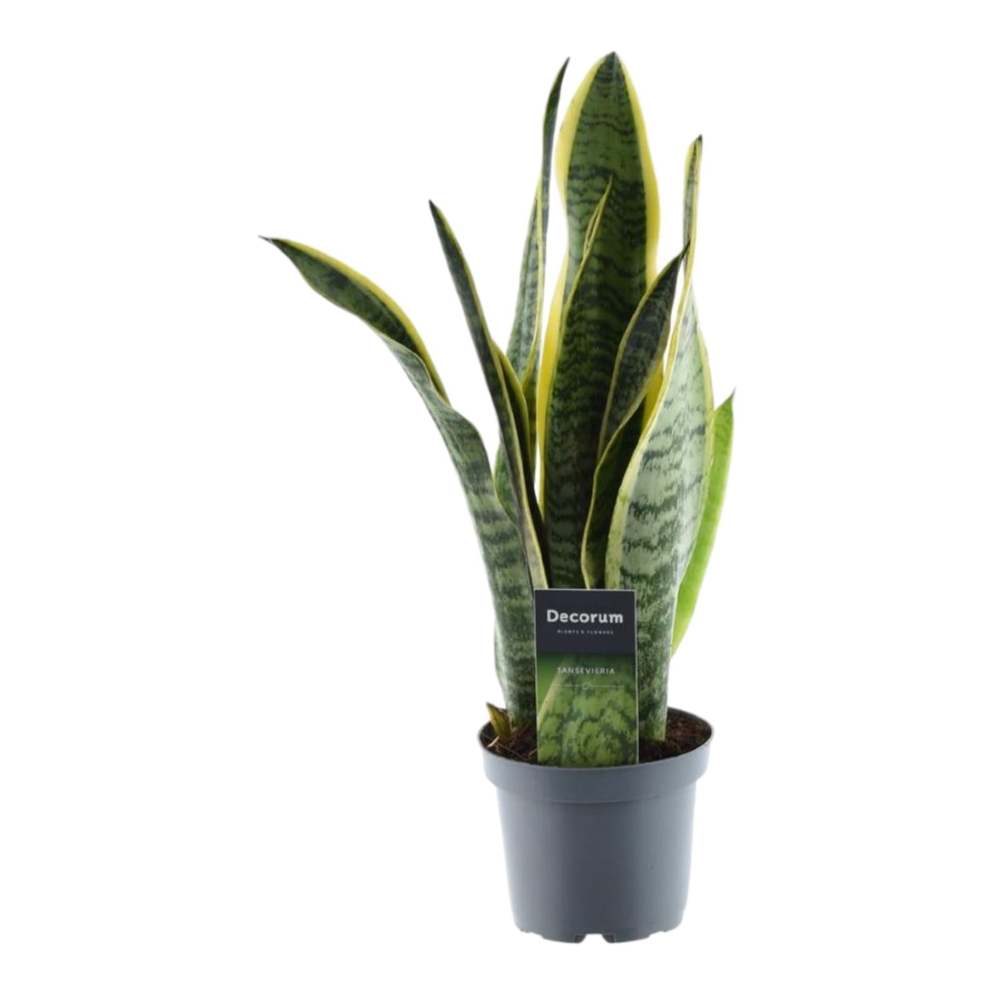 Sansevieria Laurentii kaufen