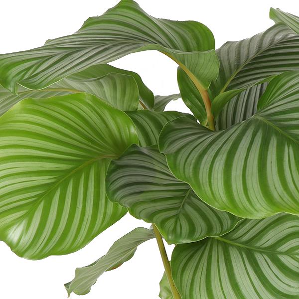 Calathea Orbifolia Blätter