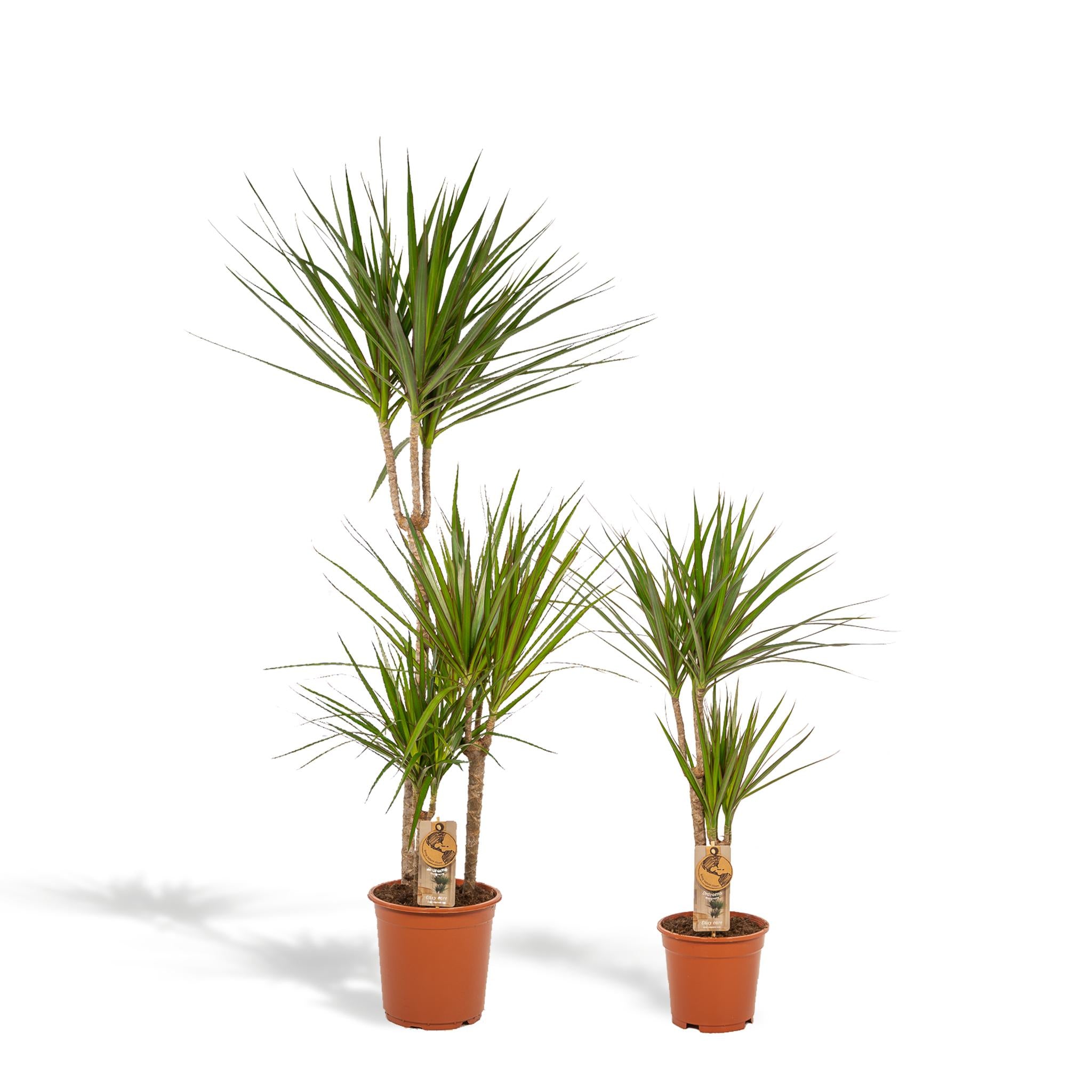 DUO von Dracaena Pflanze