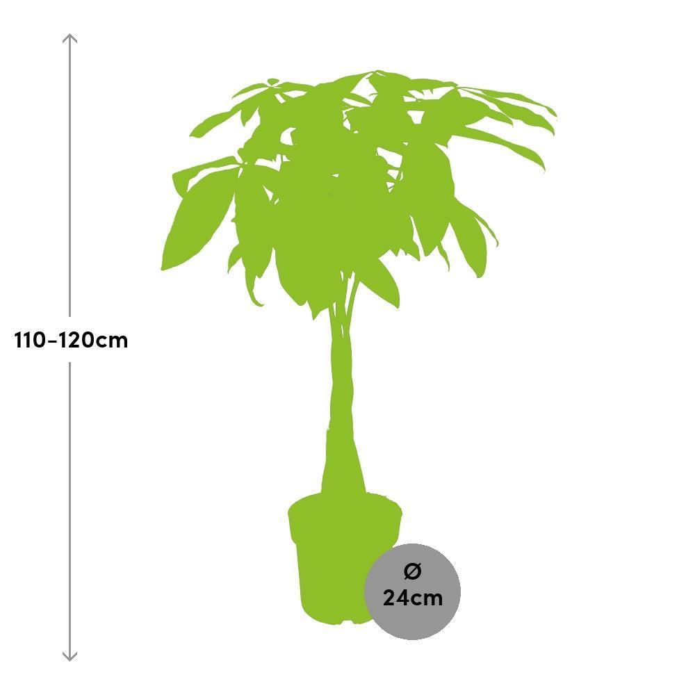 Pachira Aquatica Größe bestellen