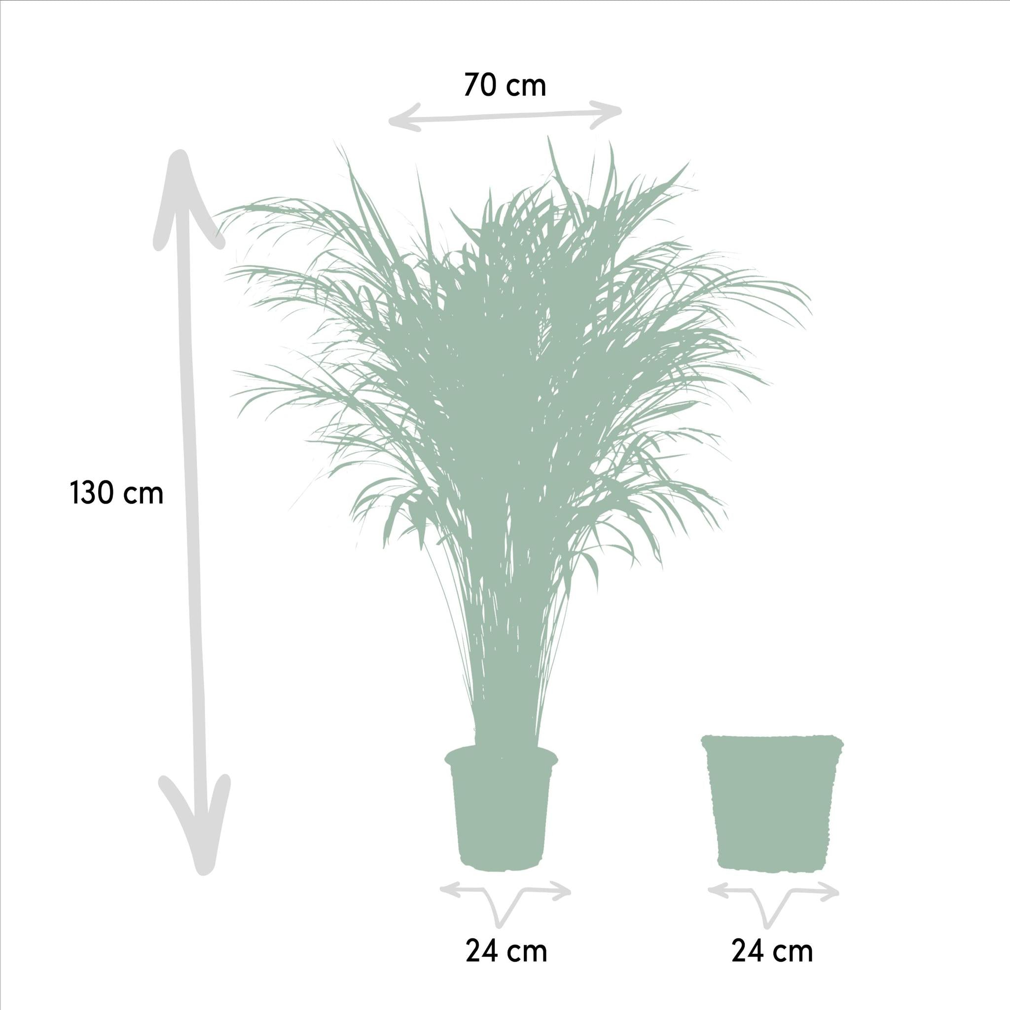 Areca Palme Groß kaufen online