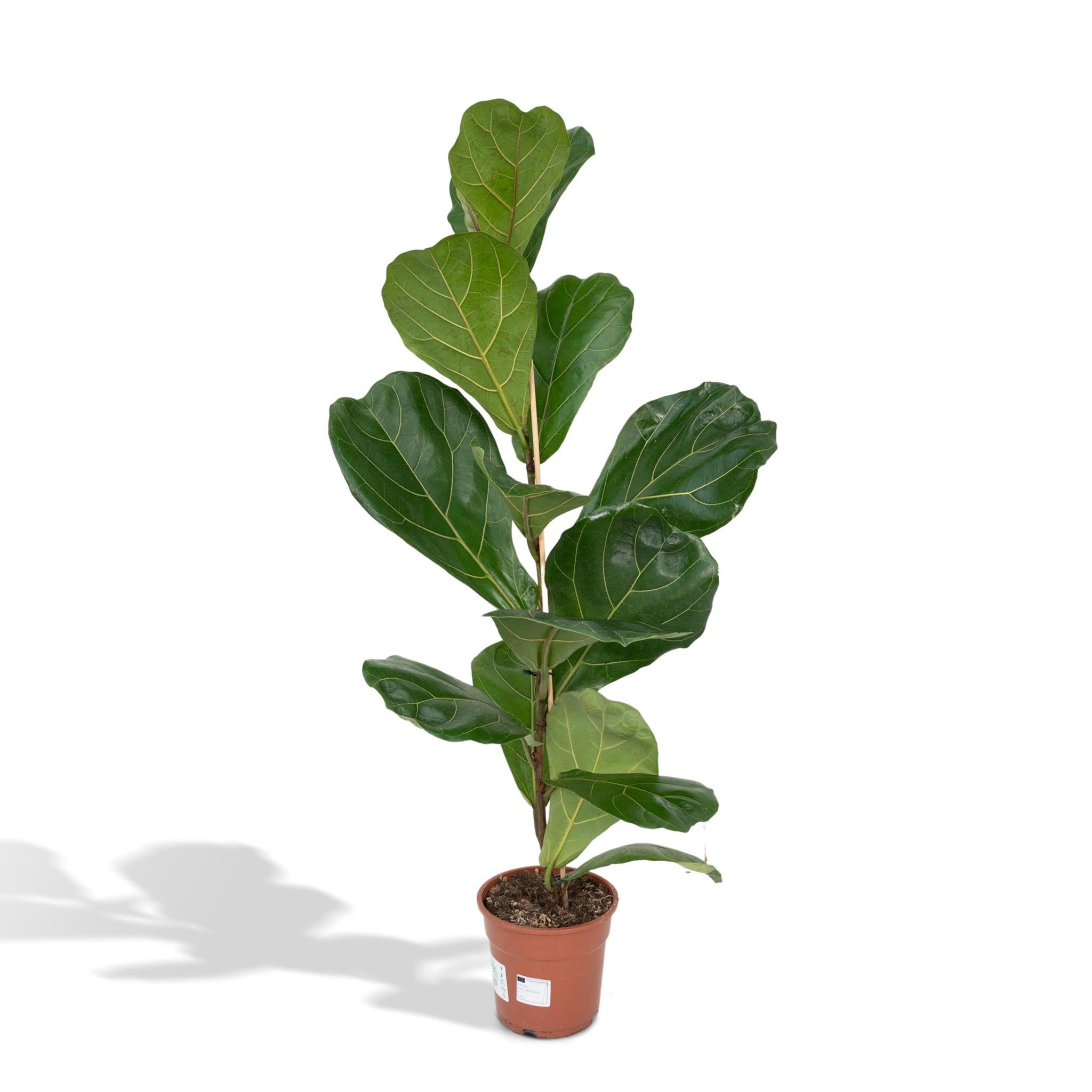 Ficus Lyrata kaufen