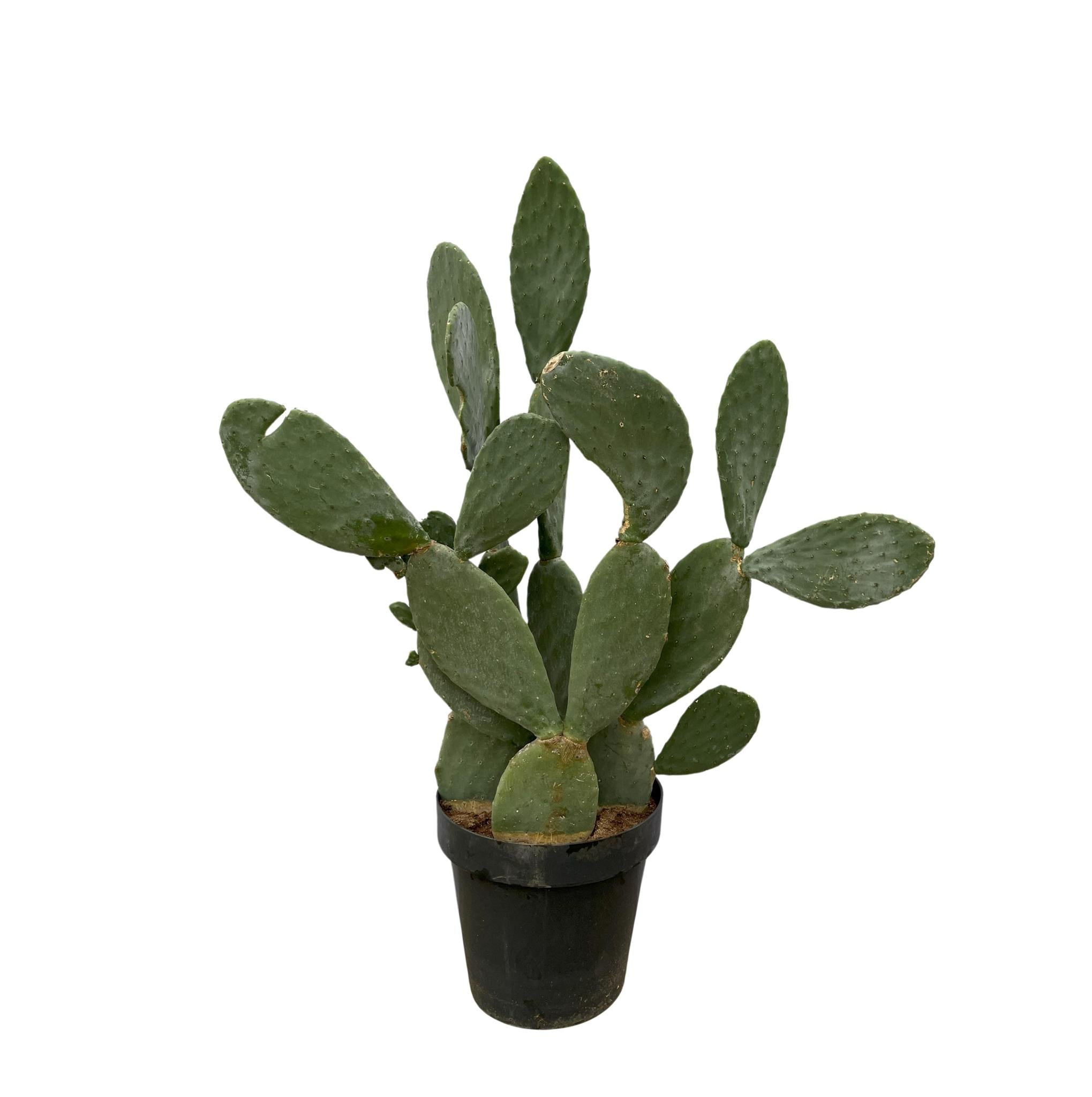 Opuntia Ficus Indica Kaufen