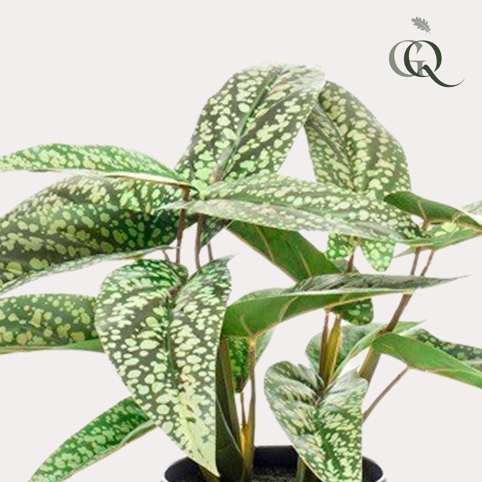 Künstlichen Marante (Calathea) Dots online kaufen