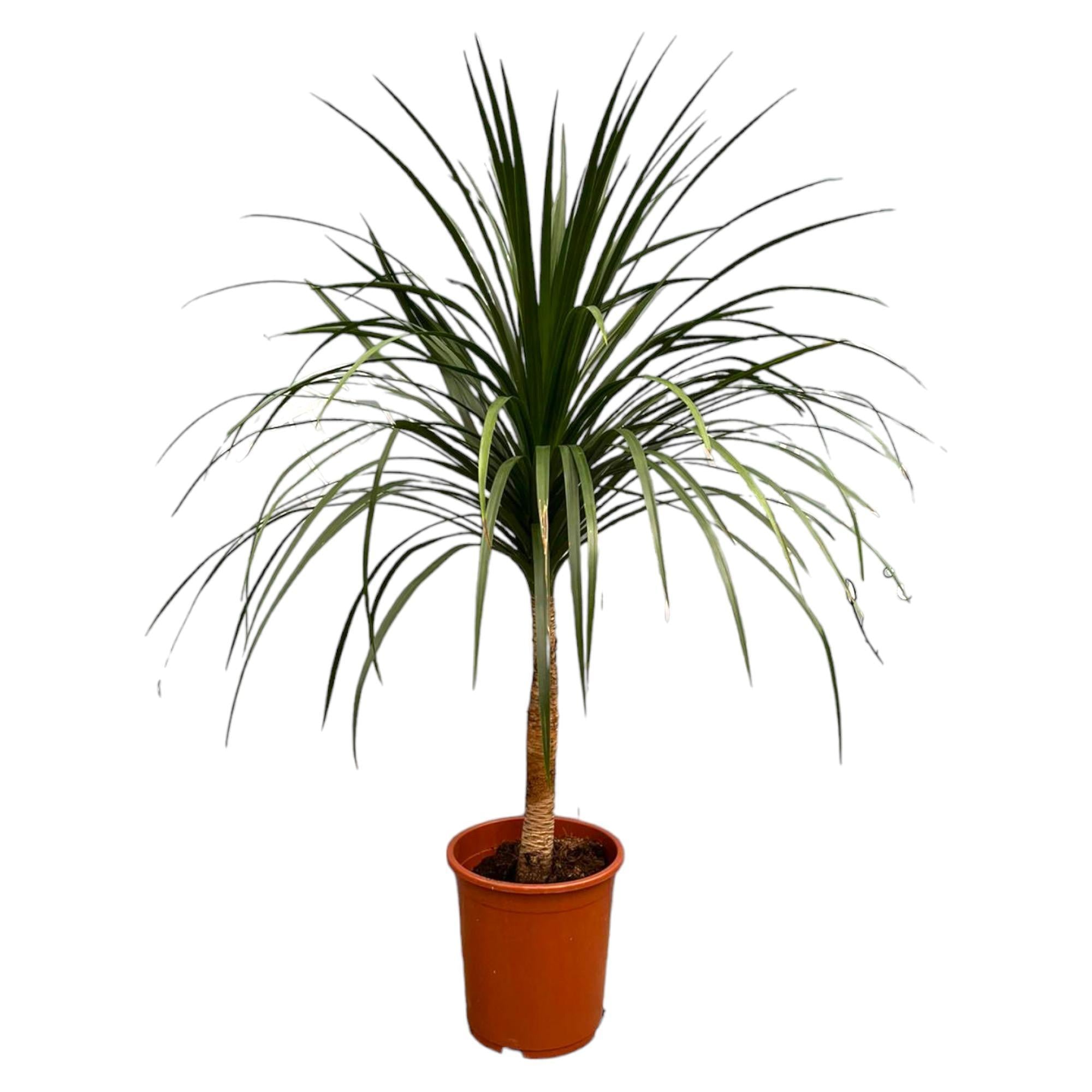 Dracaena Draco - Kanarischer Drachenbaum kaufen