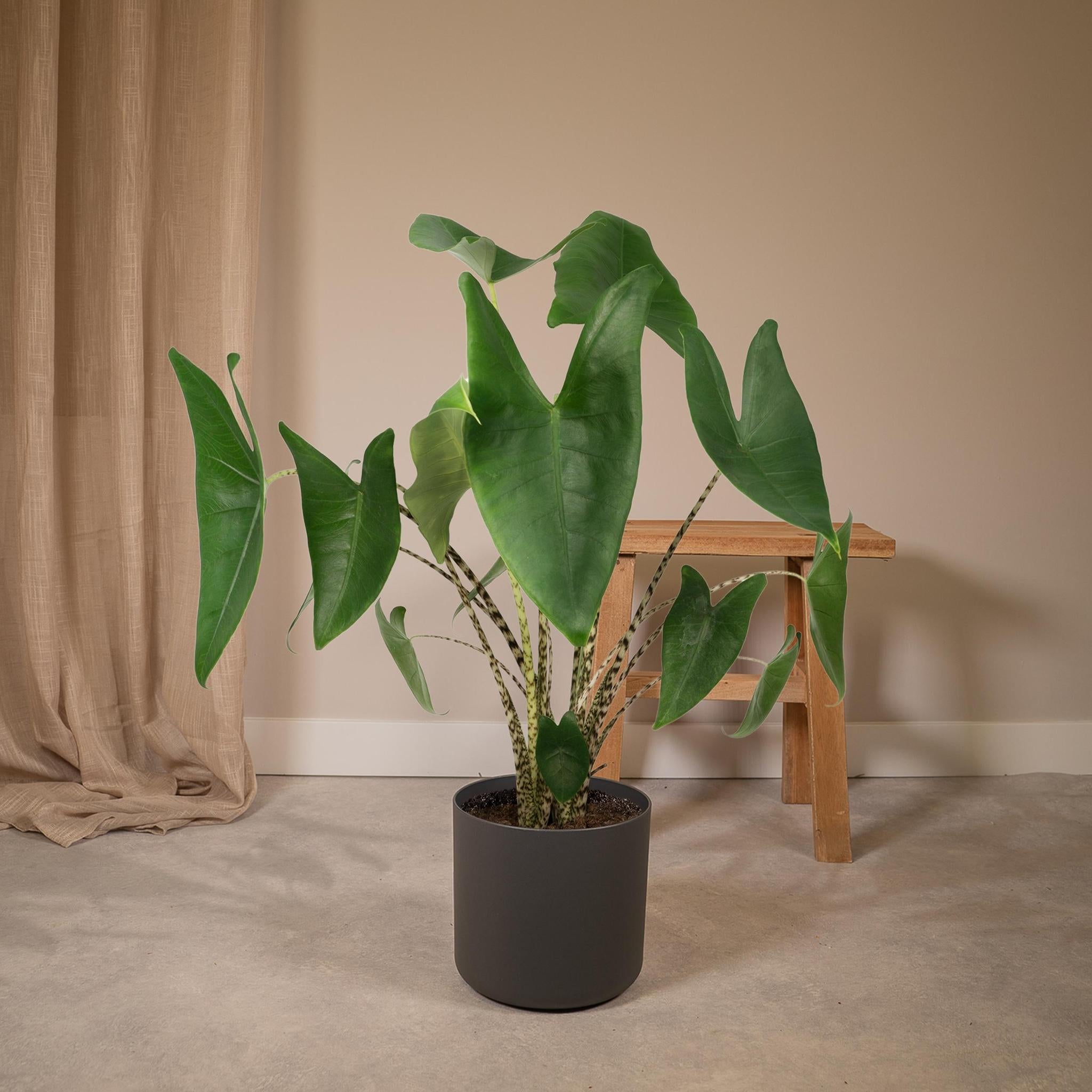 Alocasia Zebrina kaufen