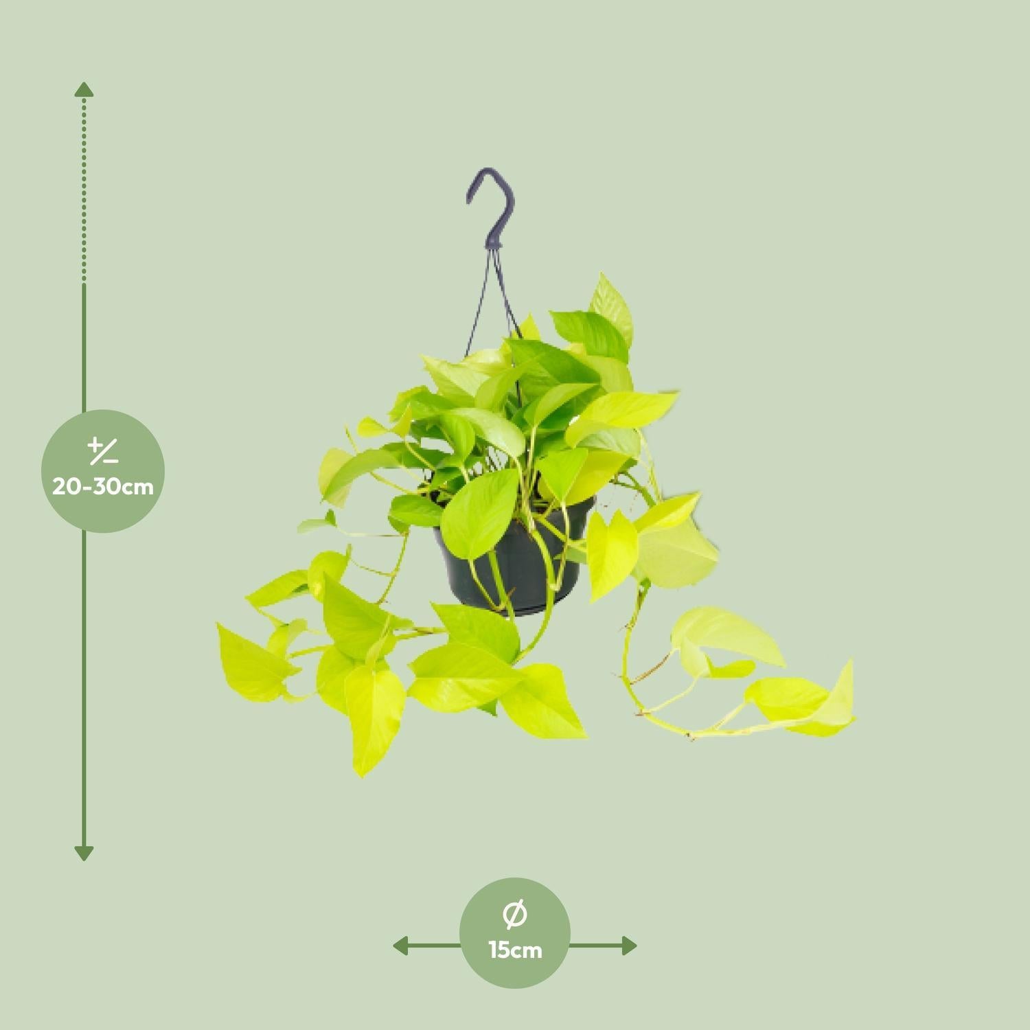 Efeutute 'Golden Pothos' (Epipremnum)  kaufen