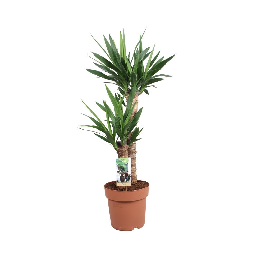 Yucca Palme kaufen