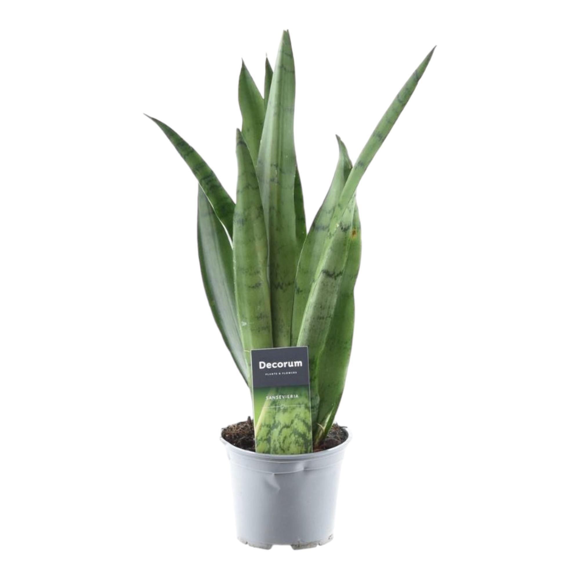 Sansevieria Spearmint kaufen