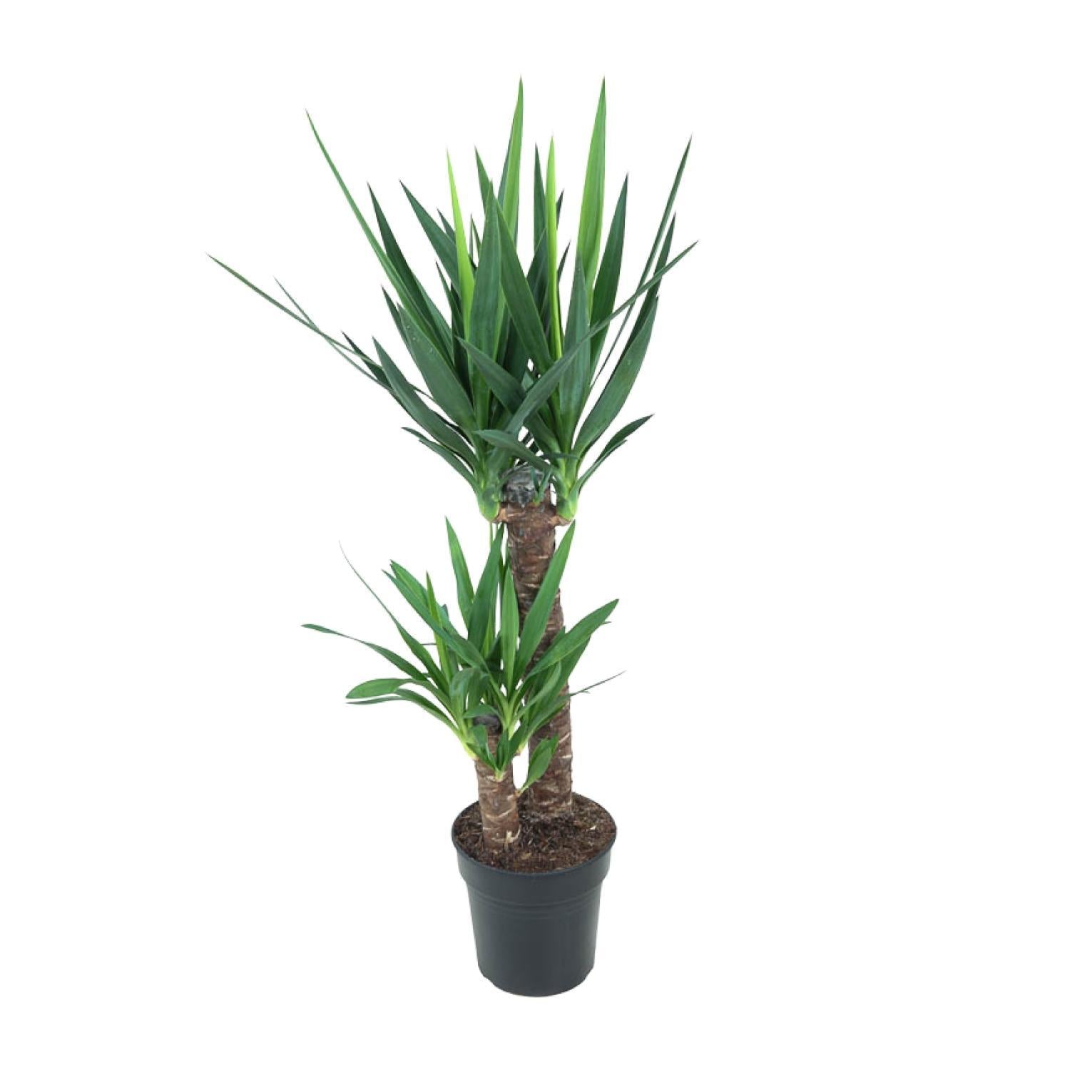 Palme Yucca Elephantipes kaufen