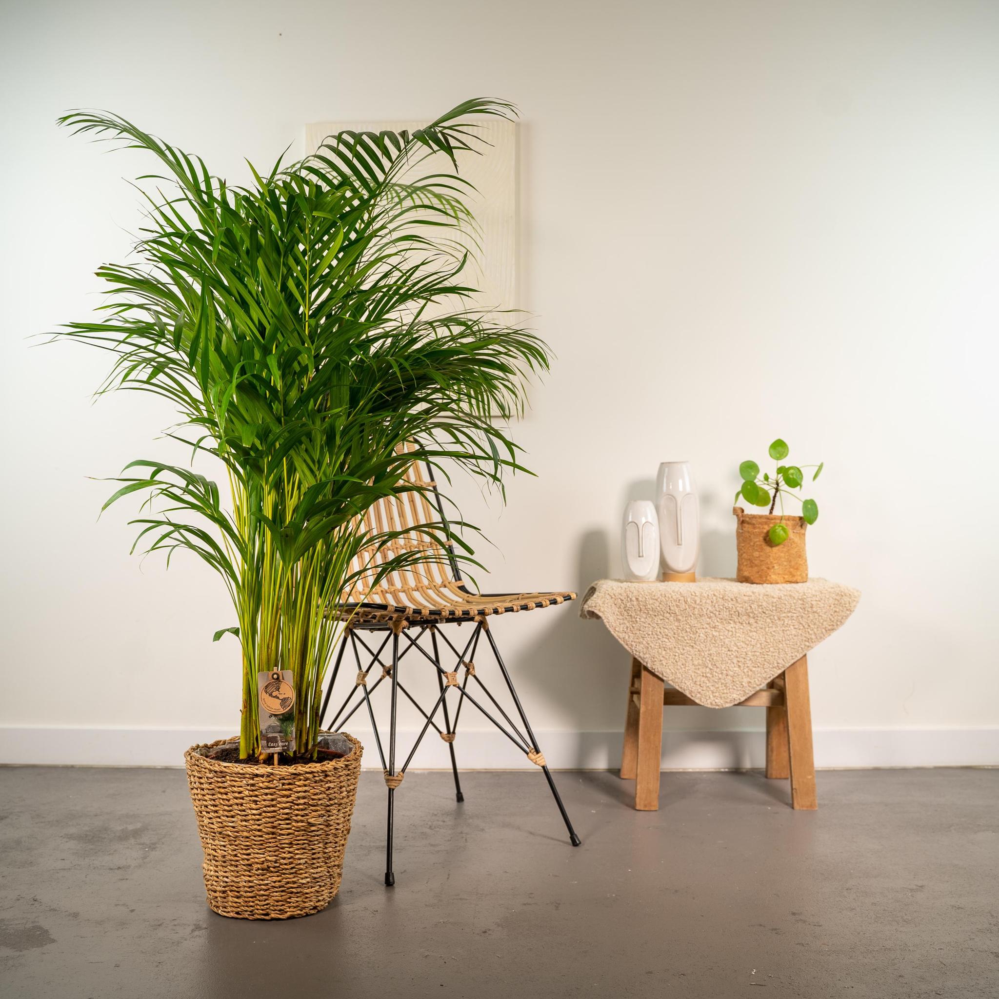 Areca Palme Groß mit topf