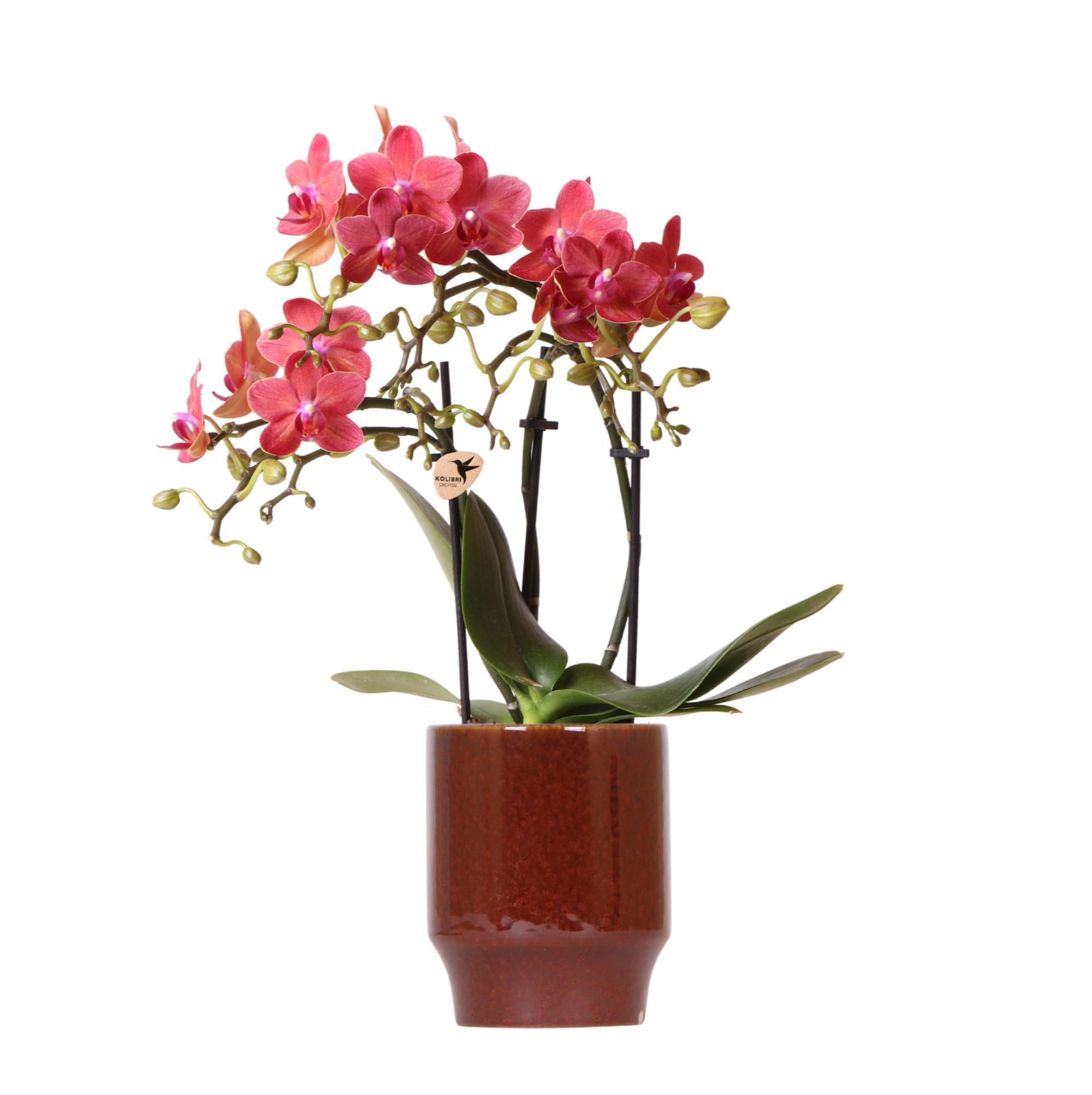 Rote Phalaenopsis-Orchidee im edlen roten Topf