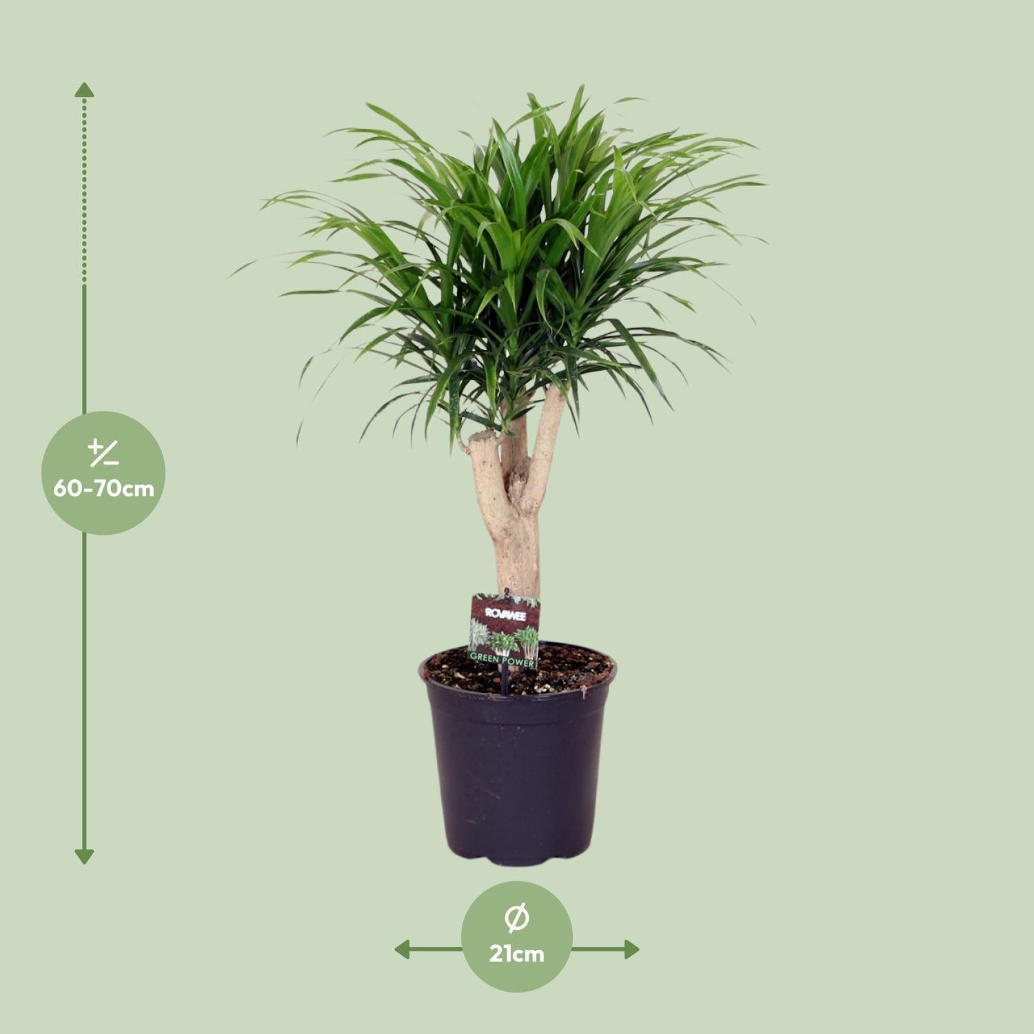 Dracaena Reflexa 'Anita' Kaufen