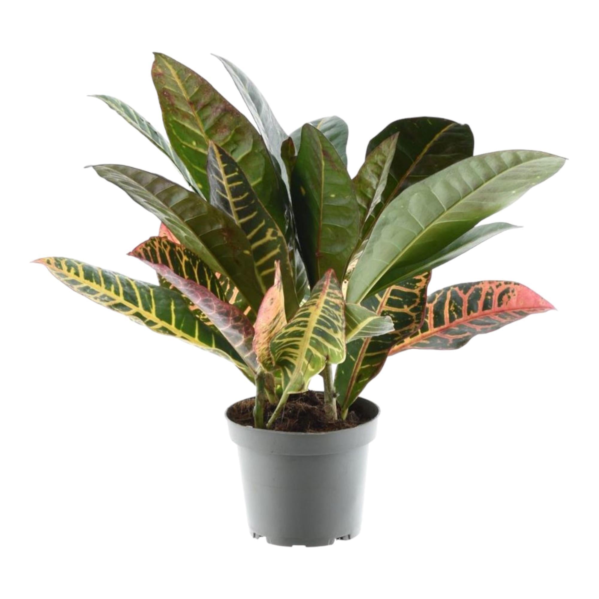 Codiaeum variegatum 'Petra' kaufen