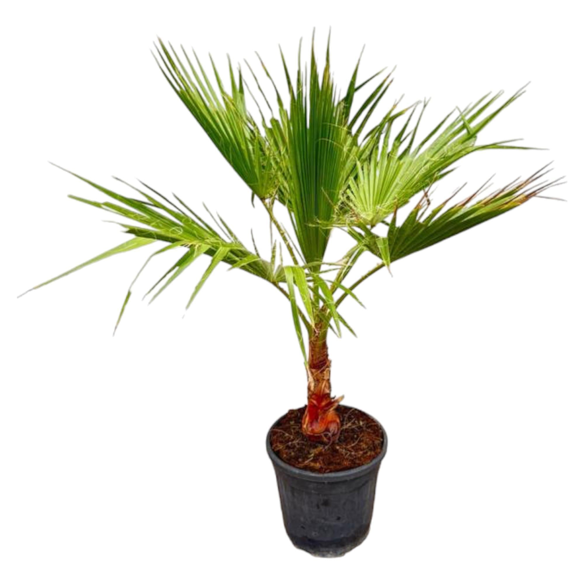 Washingtonia Palme kaufen