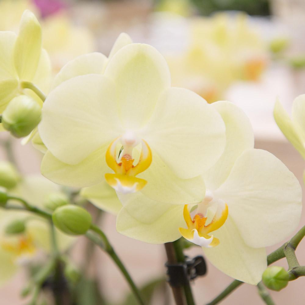 Gelbe Phalaenopsis-Orchidee bestellen