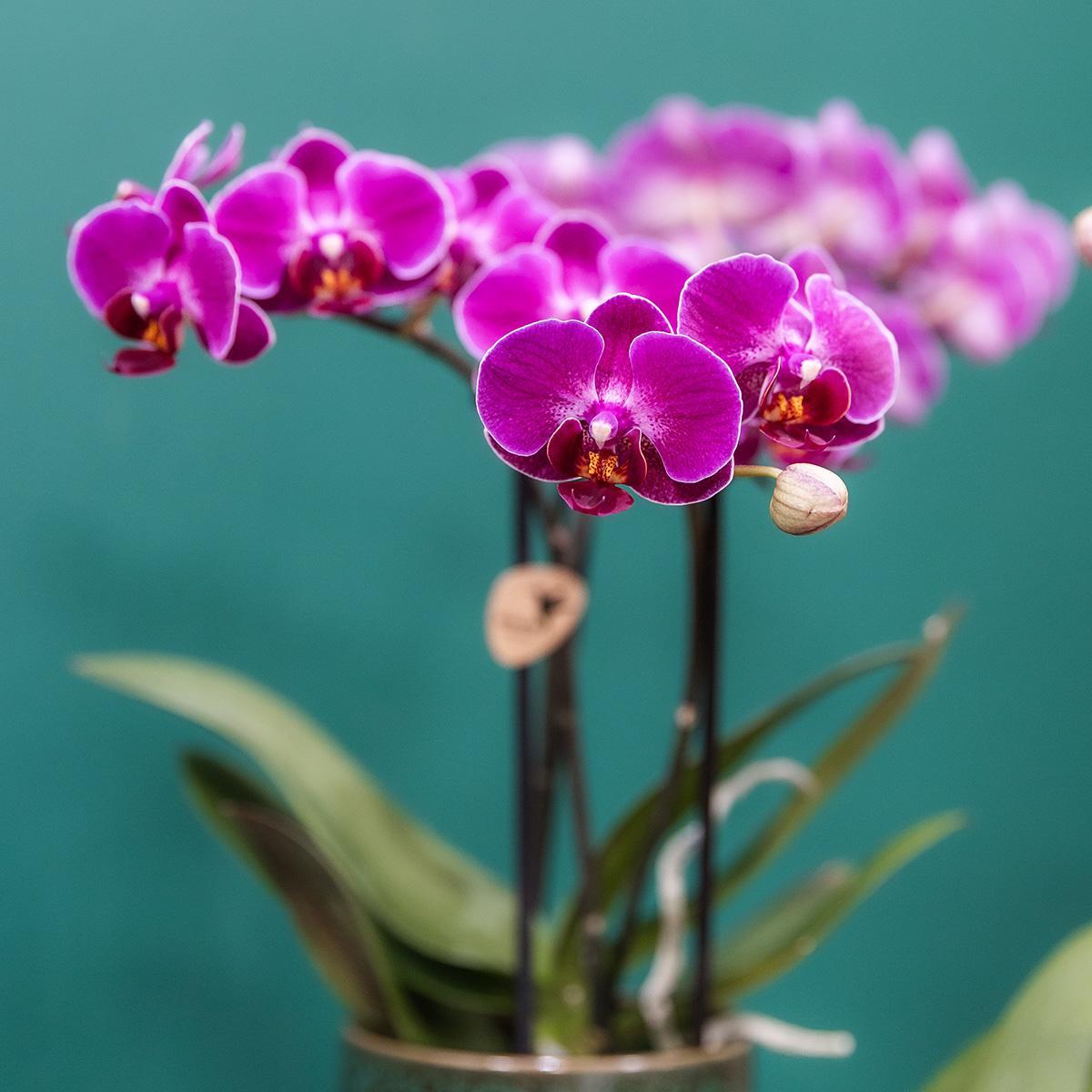 Lila Phalaenopsis-Orchidee im Morelia Classy Greenpot blümen