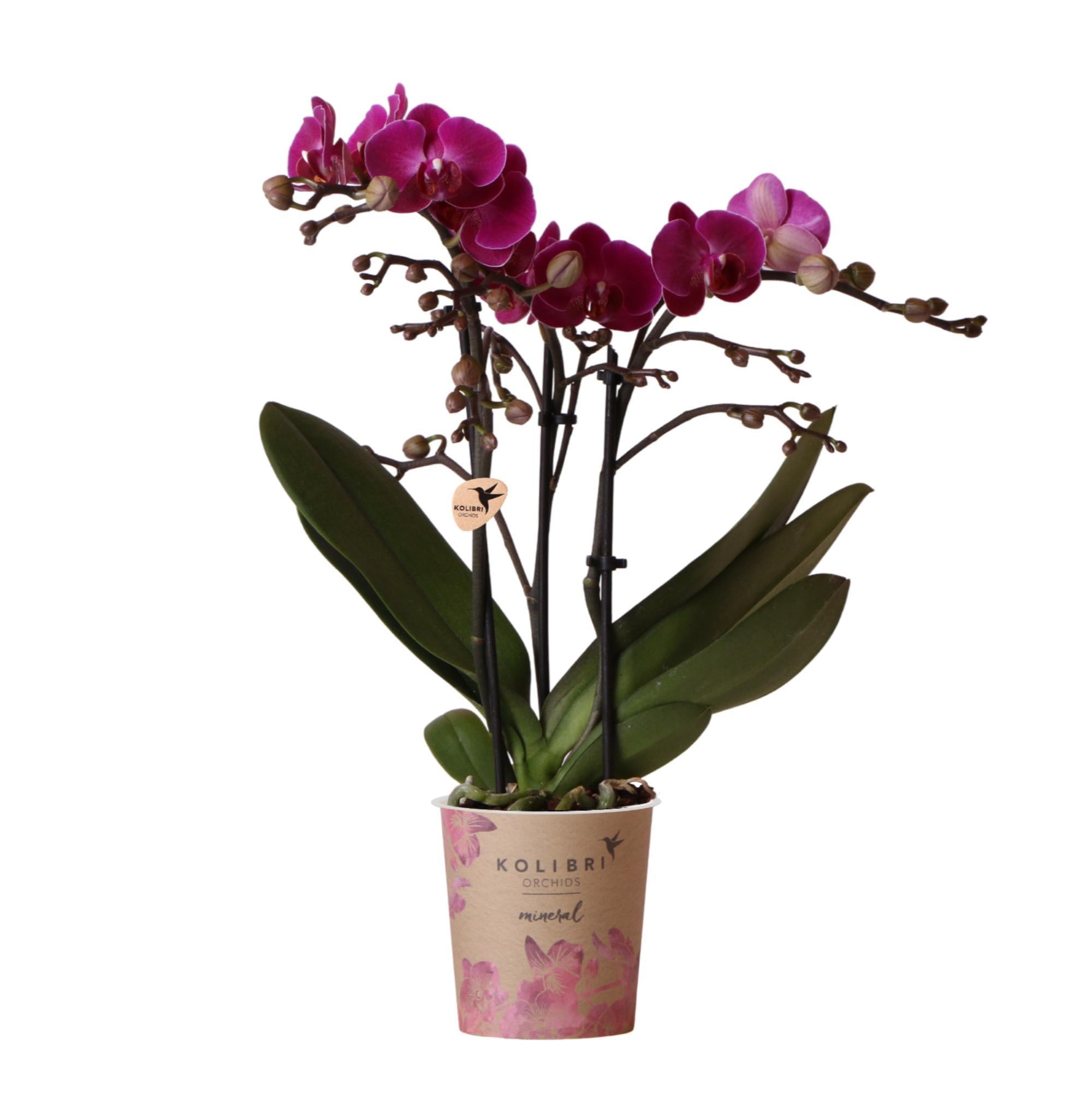 Lila Phalaenopsis-Orchidee kaufen