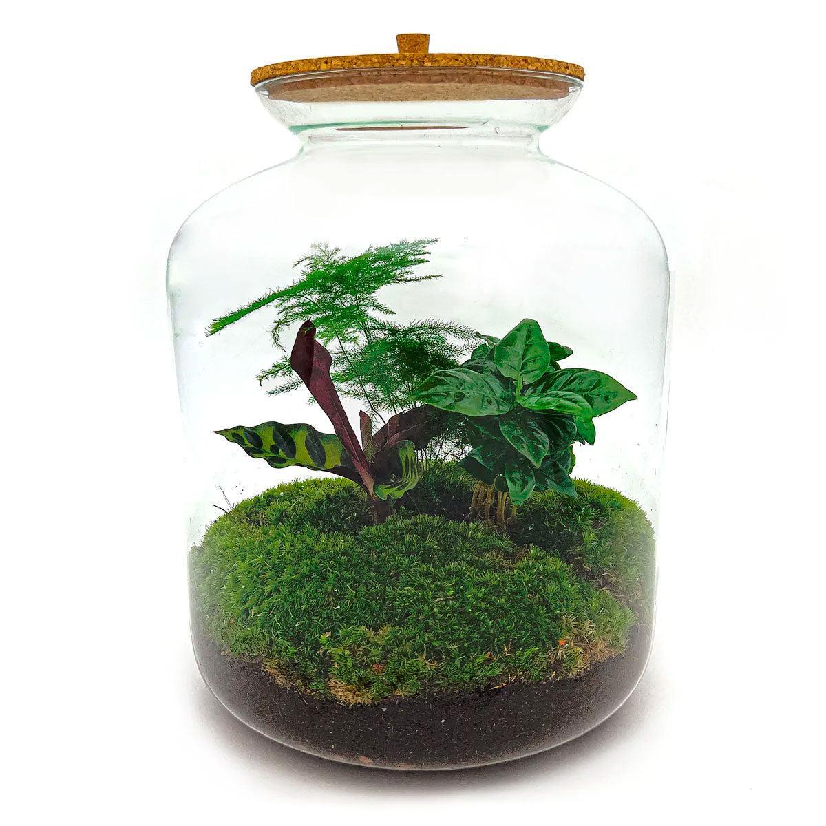 Terrarium Pflanzen - Lukas  kaufen