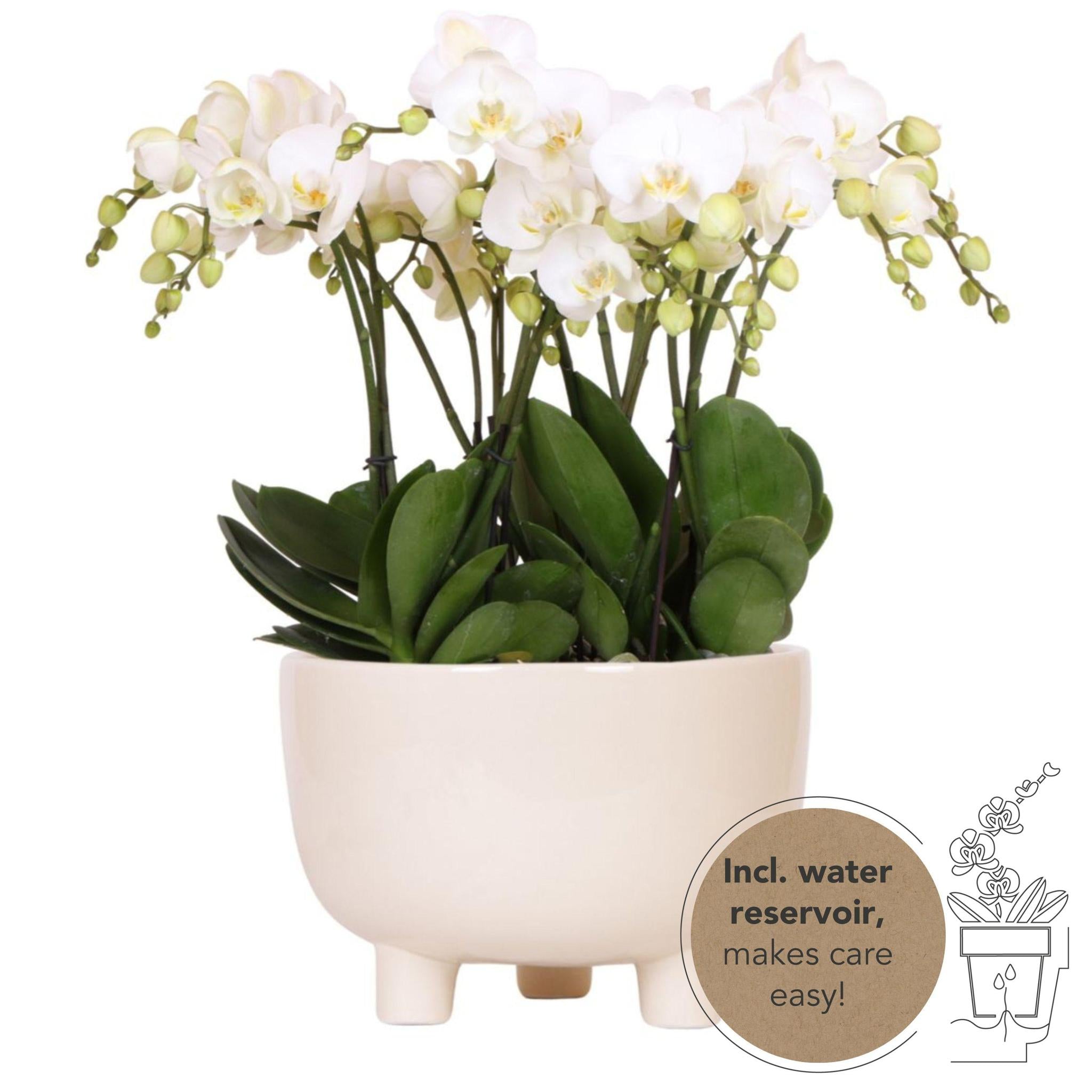 Orchidée blanche dans un pot élégant avec réservoir d'eau