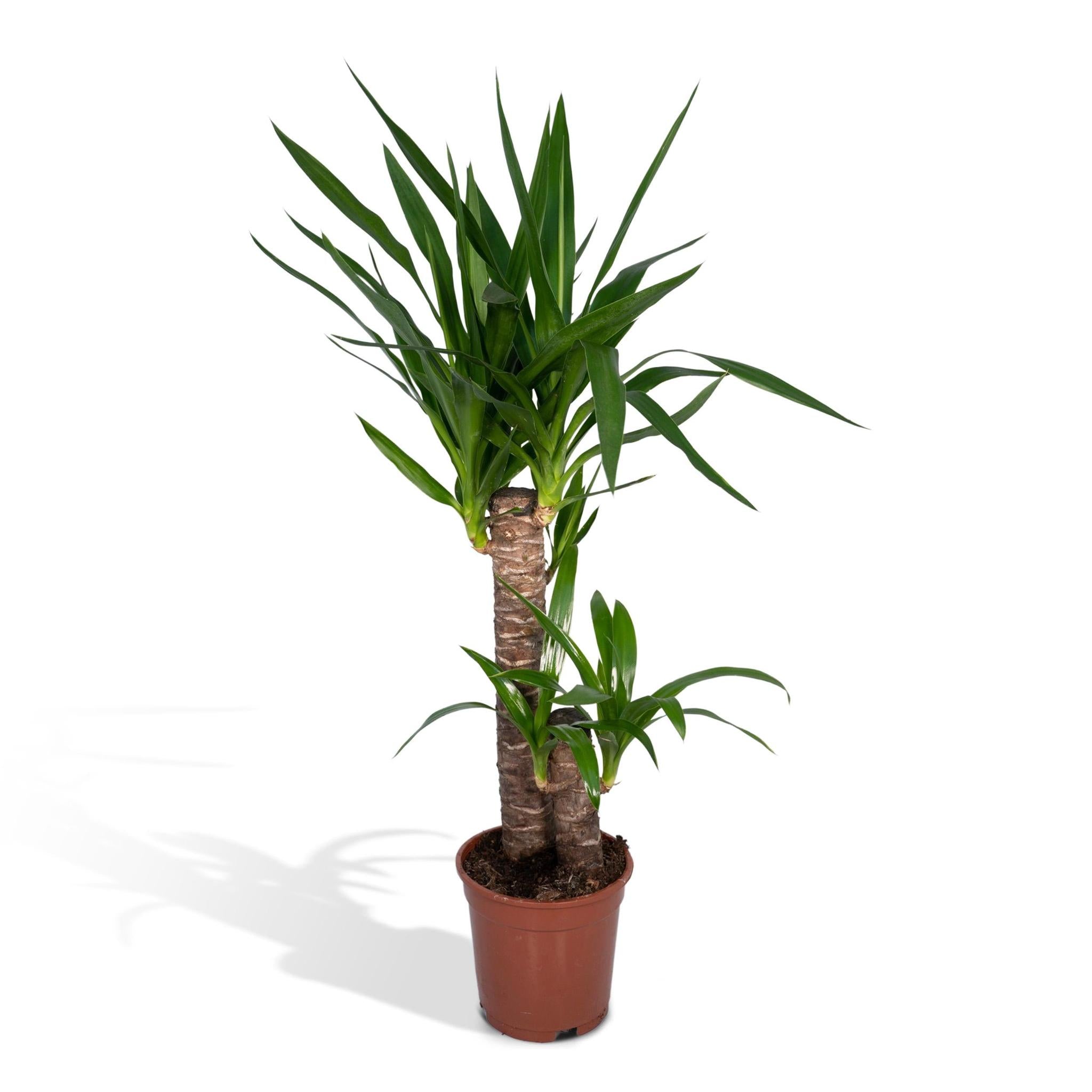 Yucca Palme kaufen