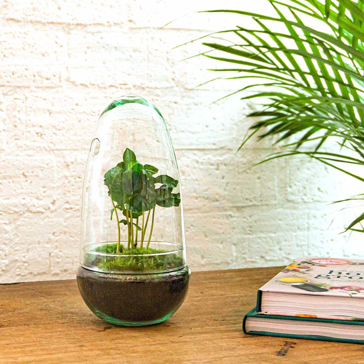 terrarium - Egg Coffea Arabica kaufen