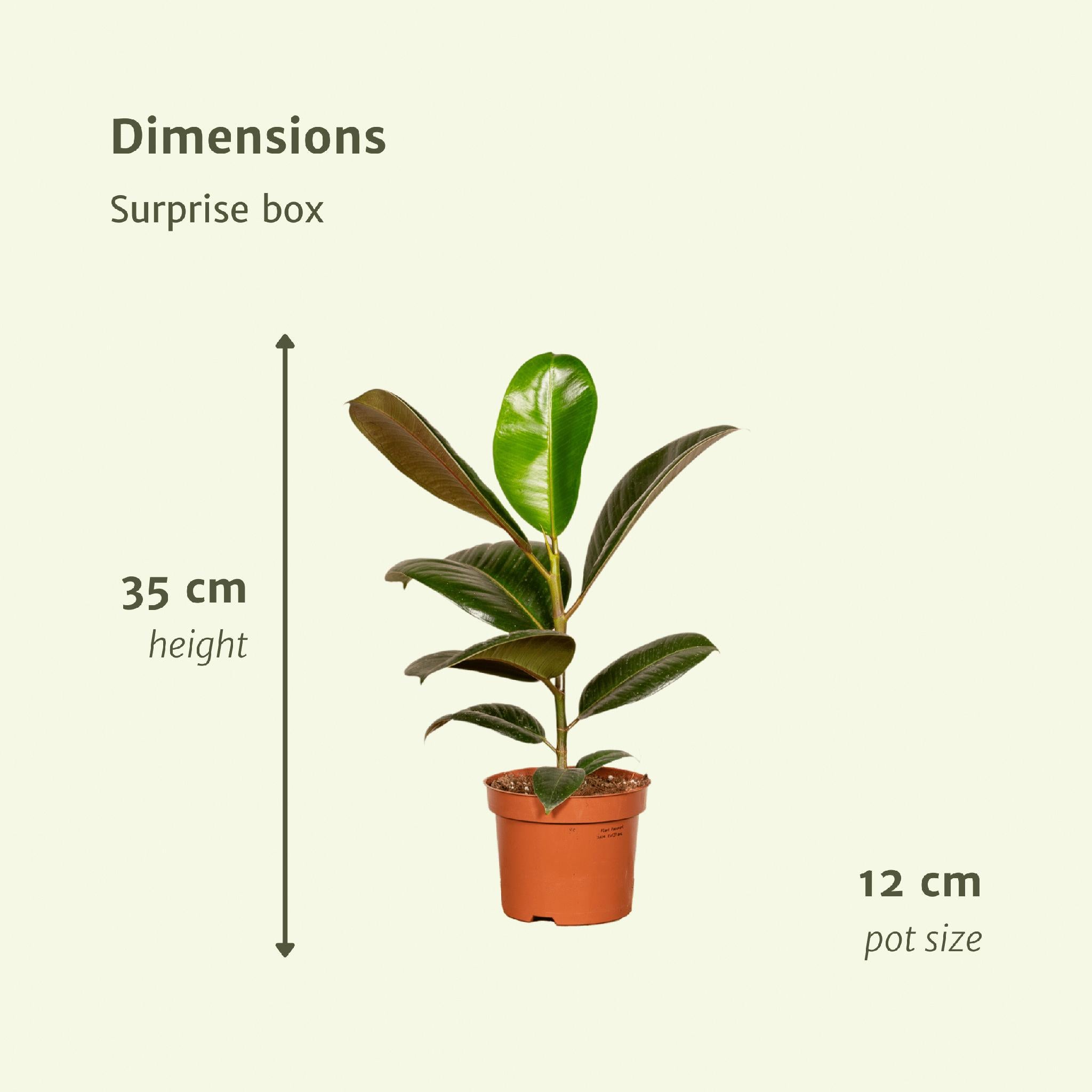 Zimmerpflanzen-Box x6 online