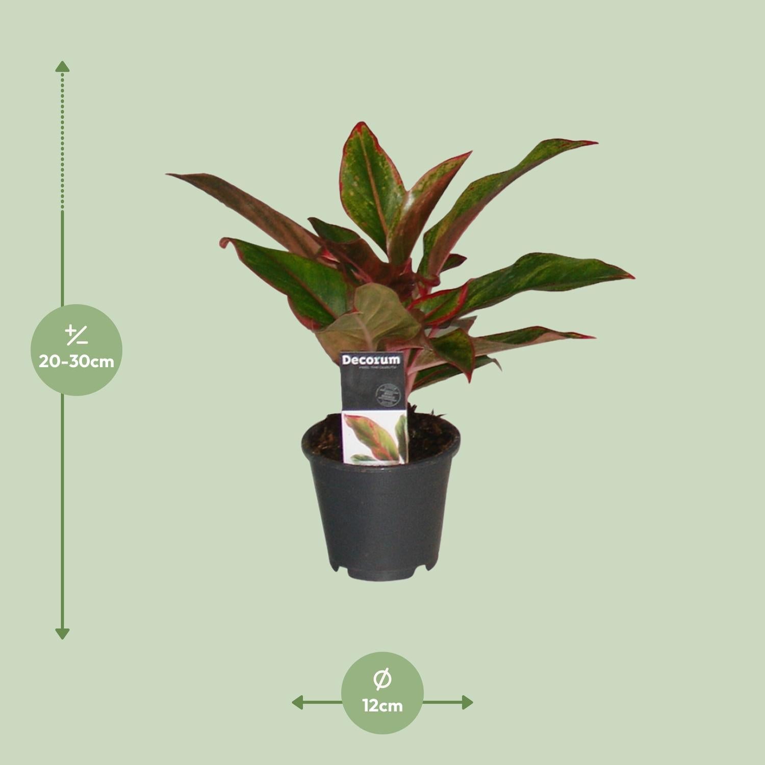 Aglaonema Crete  bestellen