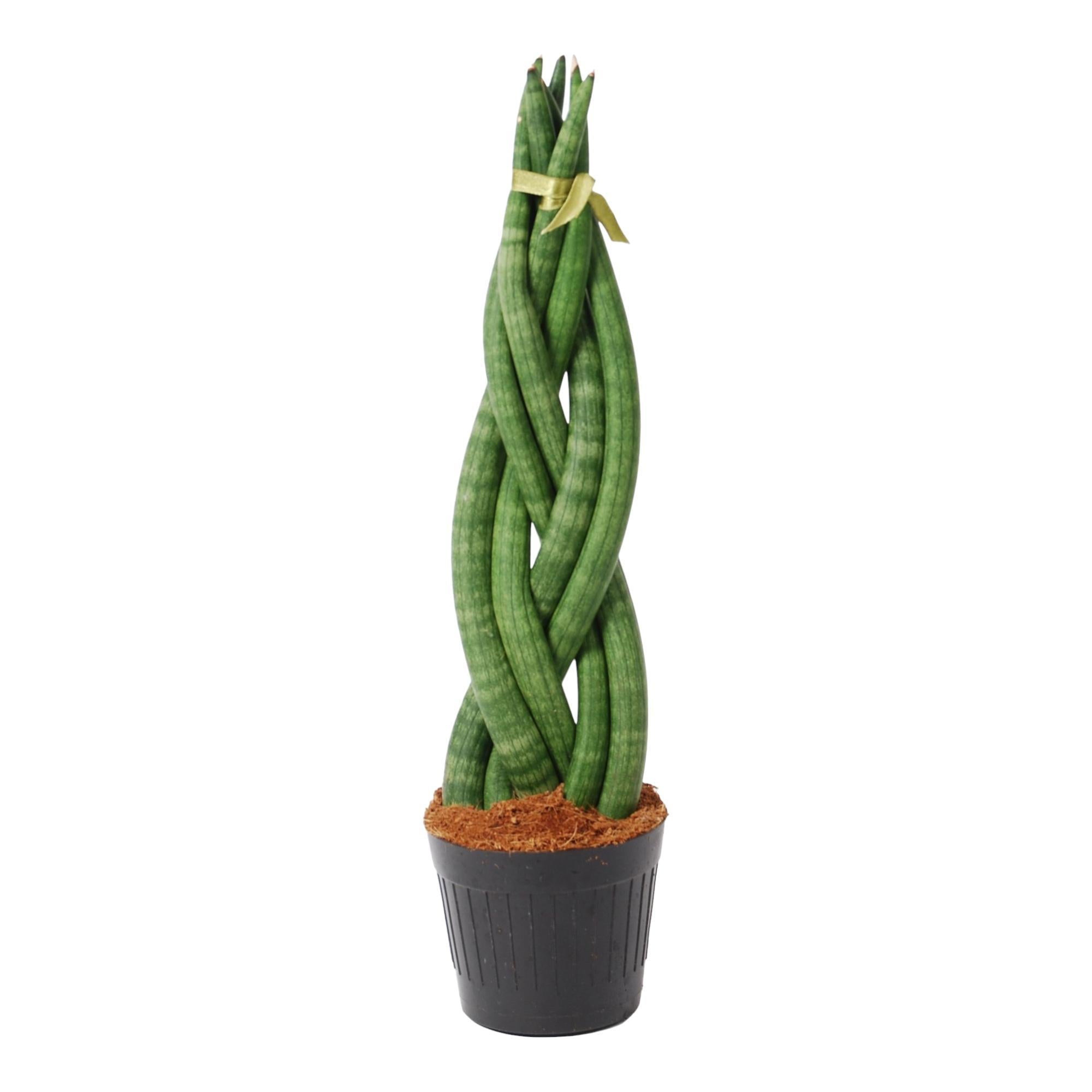 Sansevieria cylindrica 'Twist' kaufen