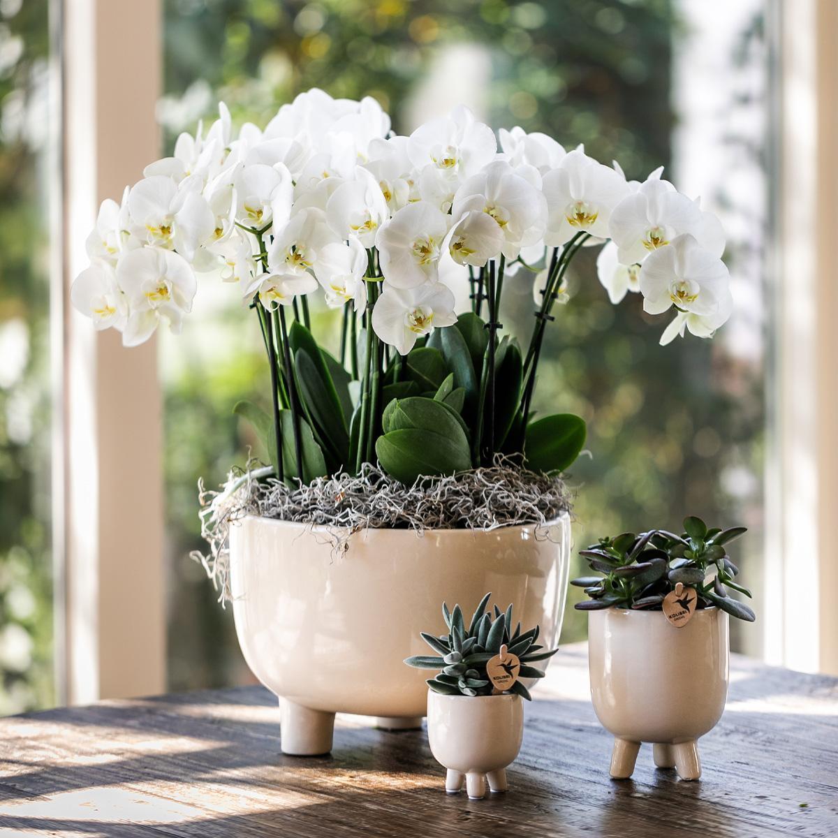 Orchidée blanche dans un pot élégant avec réservoir d'eau