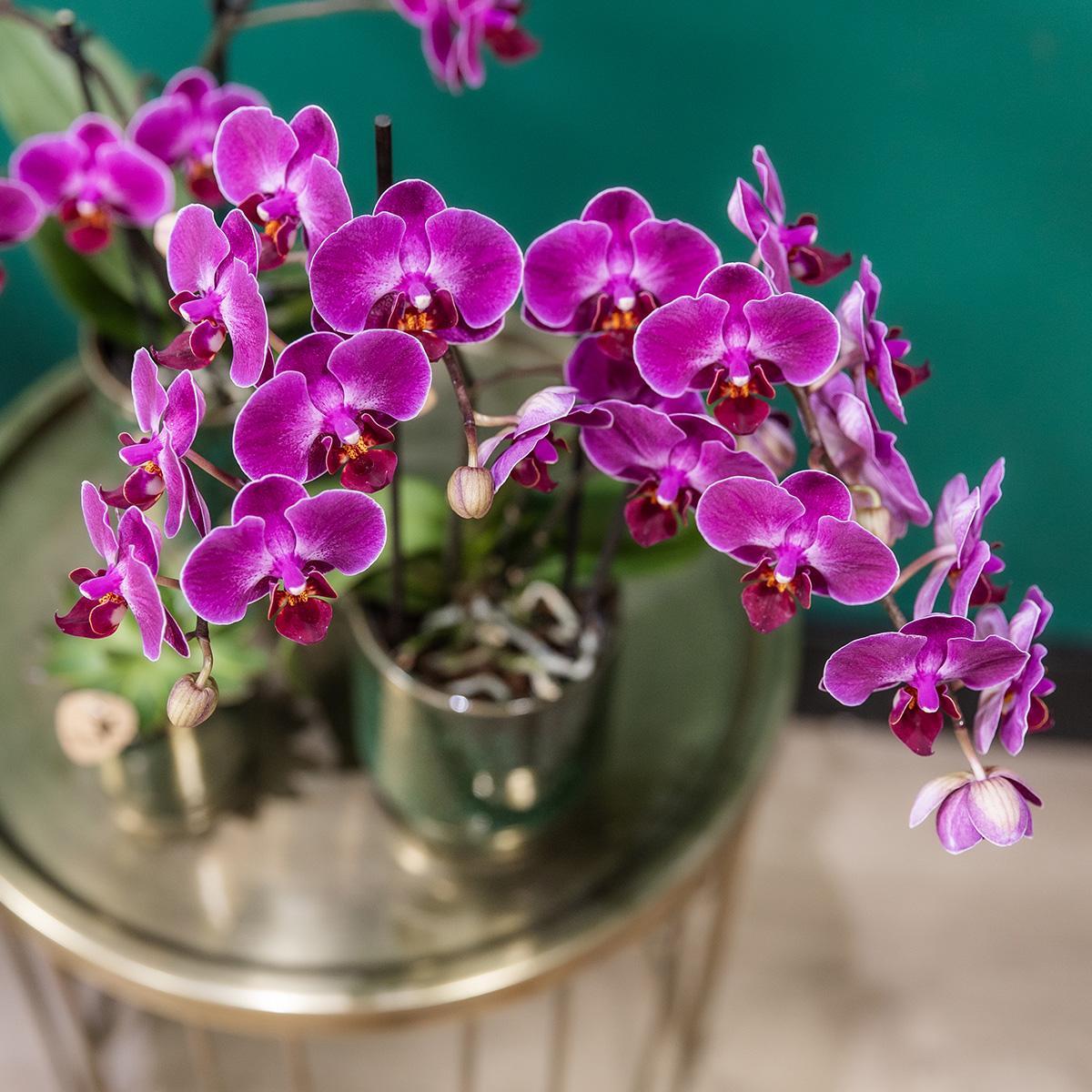 Lila Phalaenopsis-Orchidee im Morelia Classy Greenpot bestellen