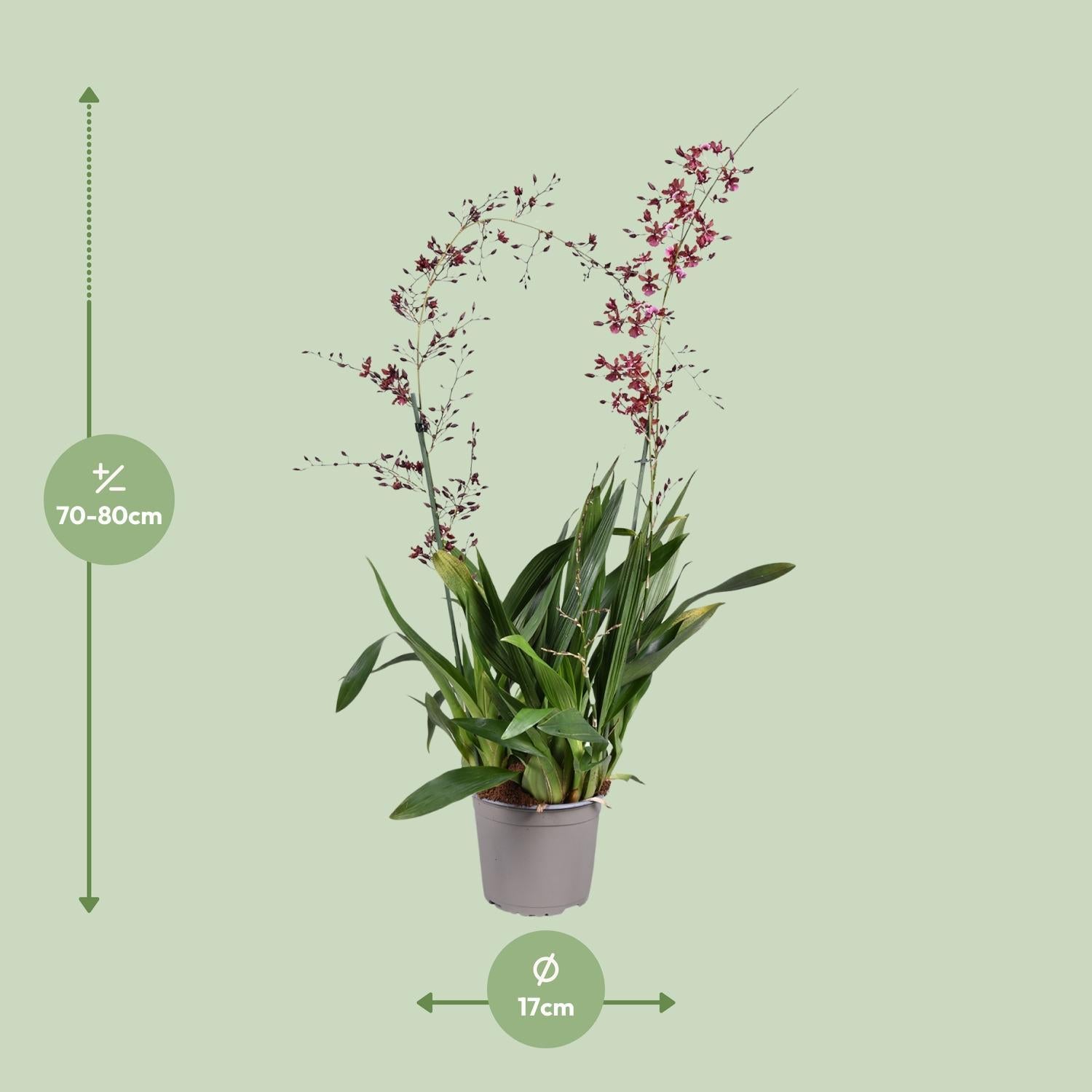 Oncidium Orchidee kaufen