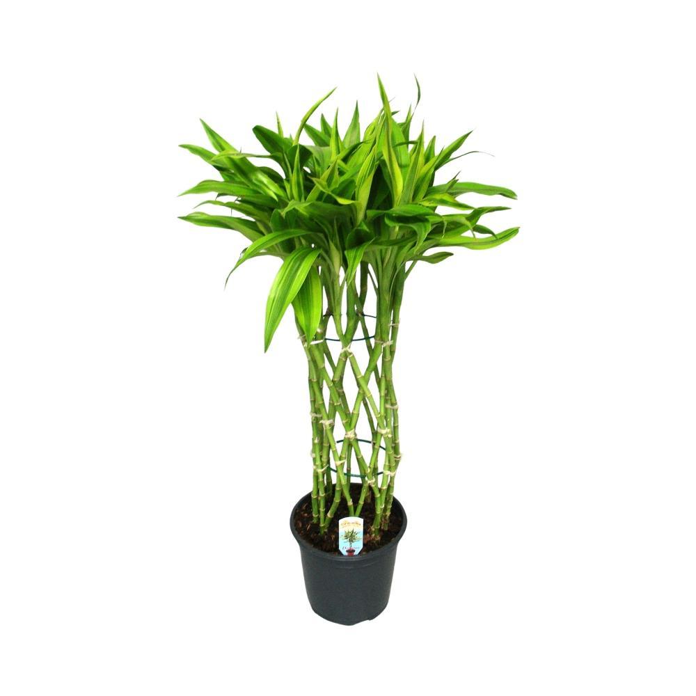 Dracaena Sandriana kaufen