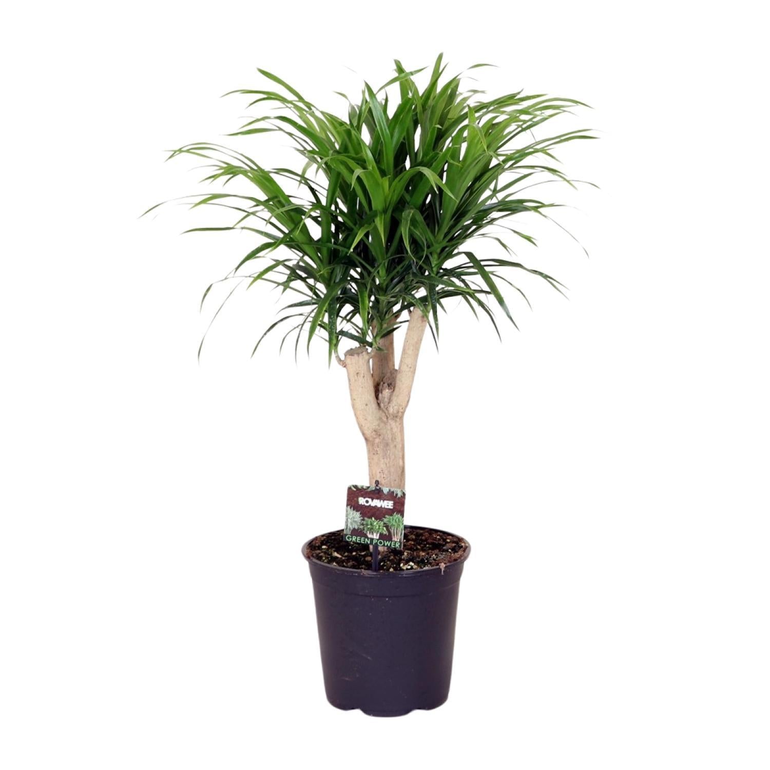 Dracaena Reflexa 'Anita'