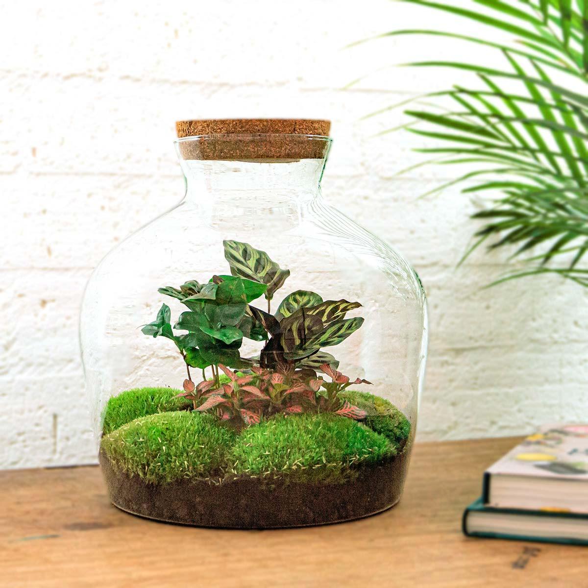 DIY Terrarium - Fat Joe Coffea 