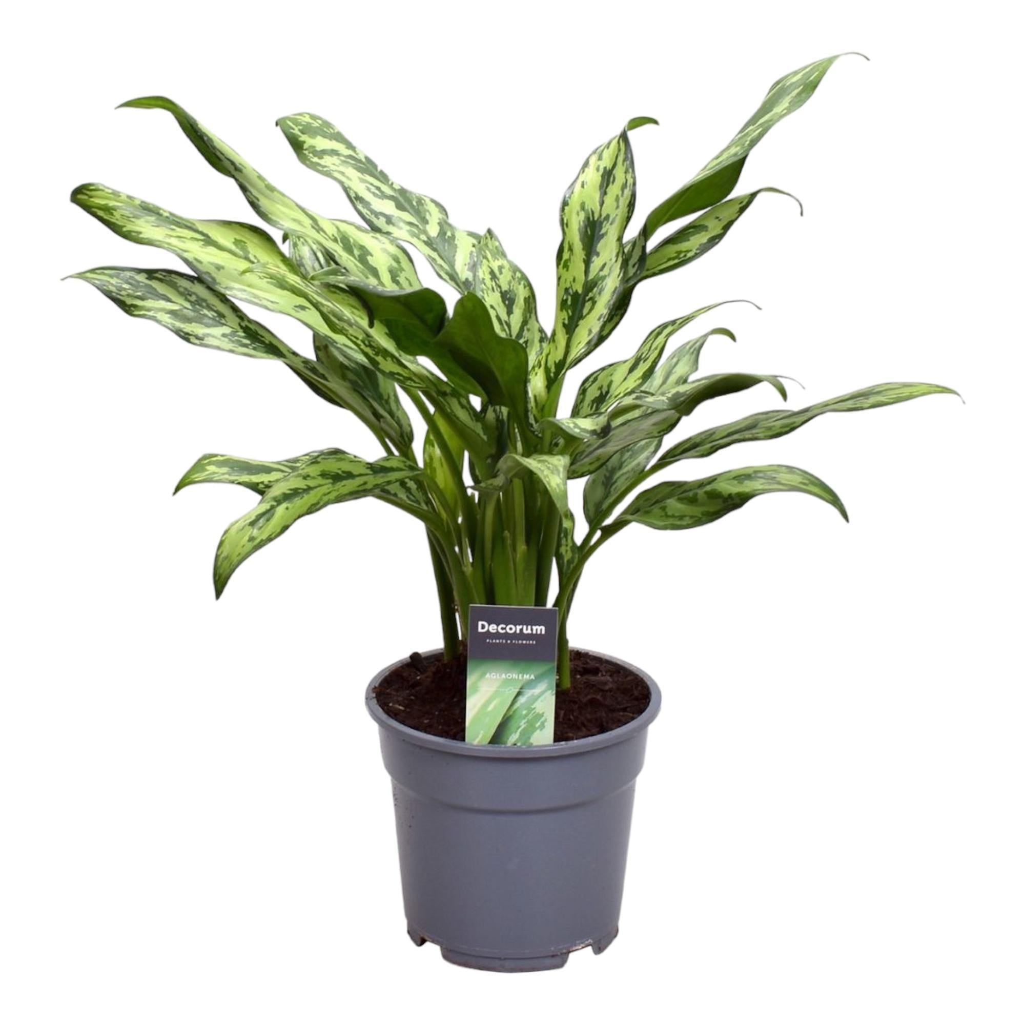 Aglaonema Juliette kaufen online