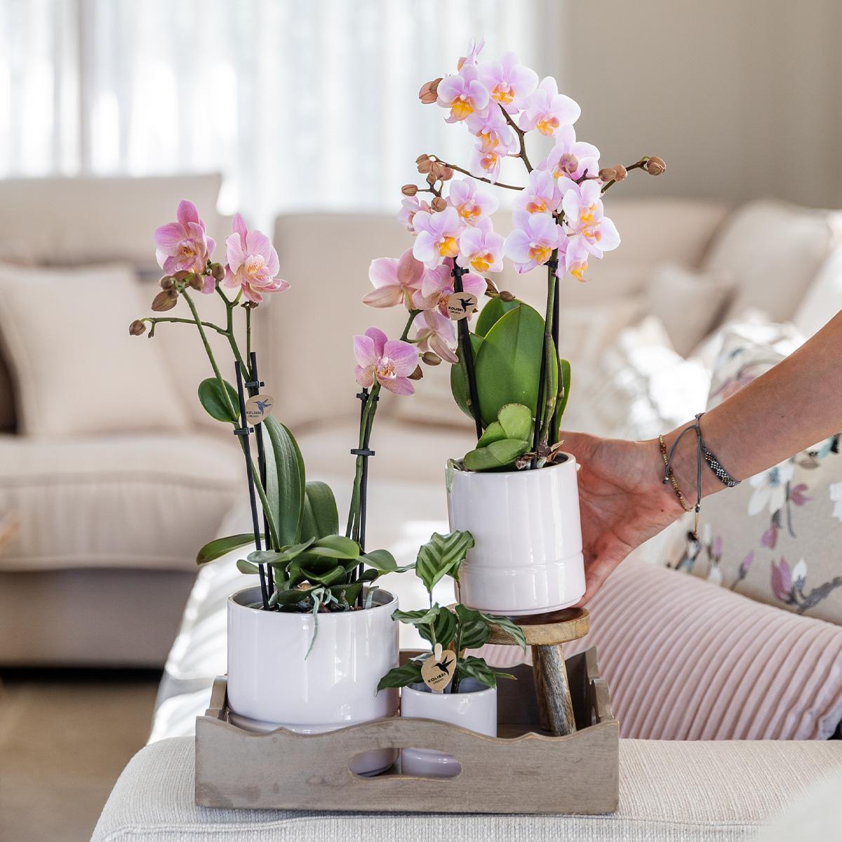 Rosen-Phalaenopsis-Orchidee + Pastell Topf