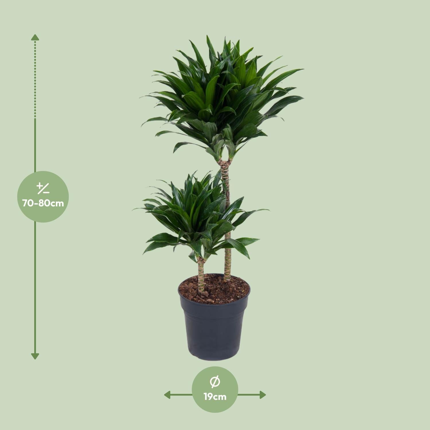 Dracaena Compacta kaufen