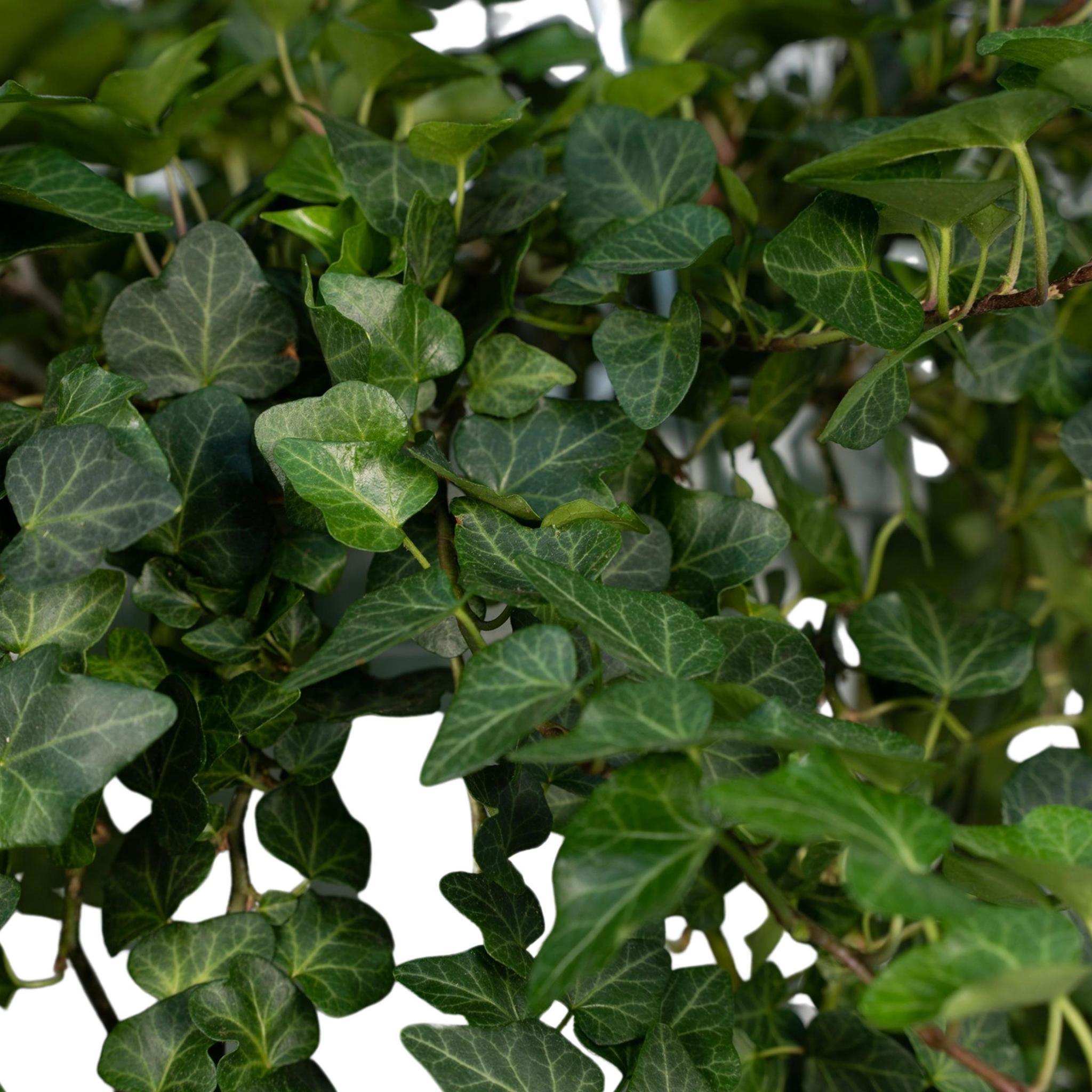 Hedera Helix Wonder XL blätter