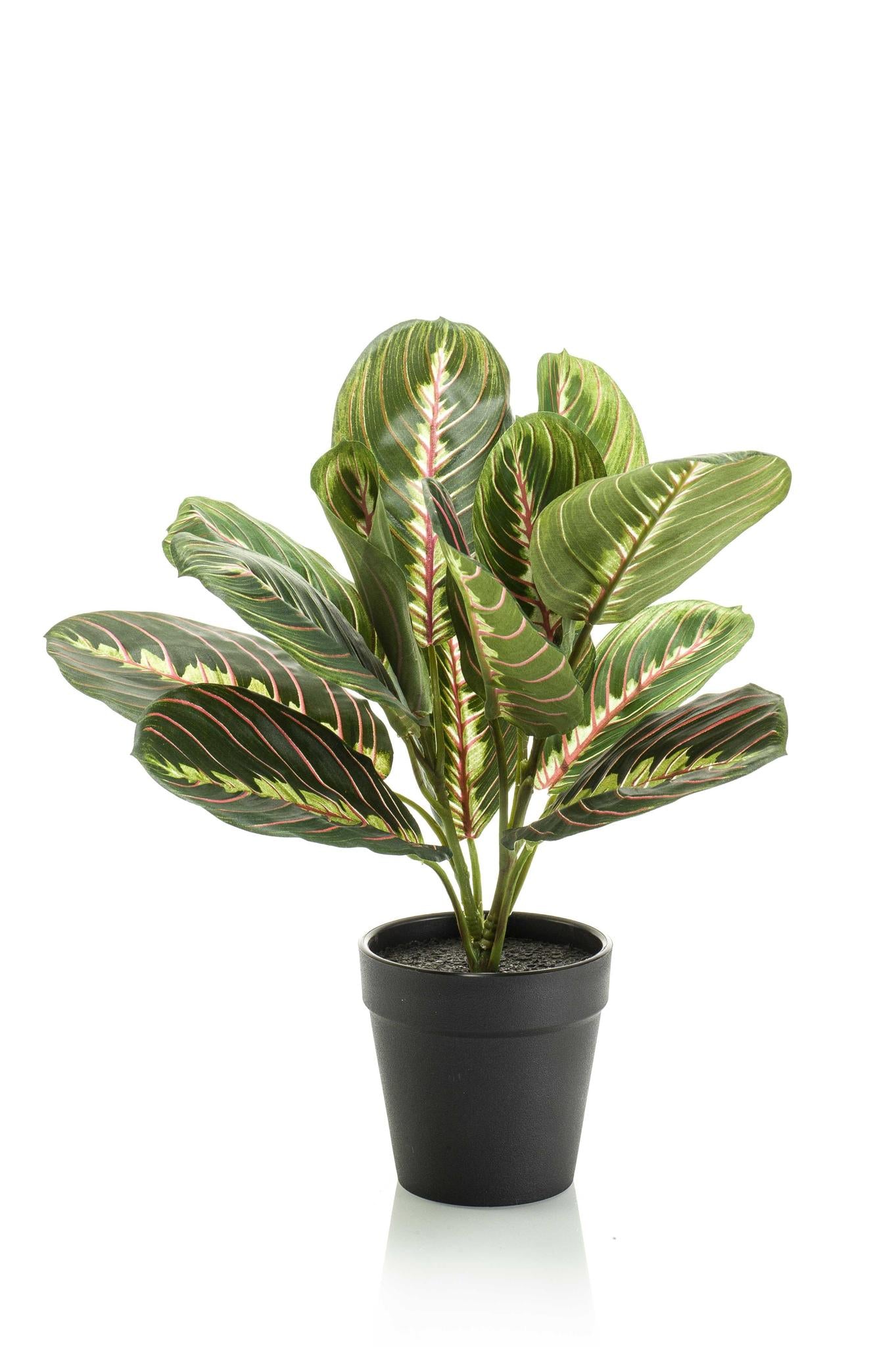 Künstlicher Maranta Leuconeura kaufen