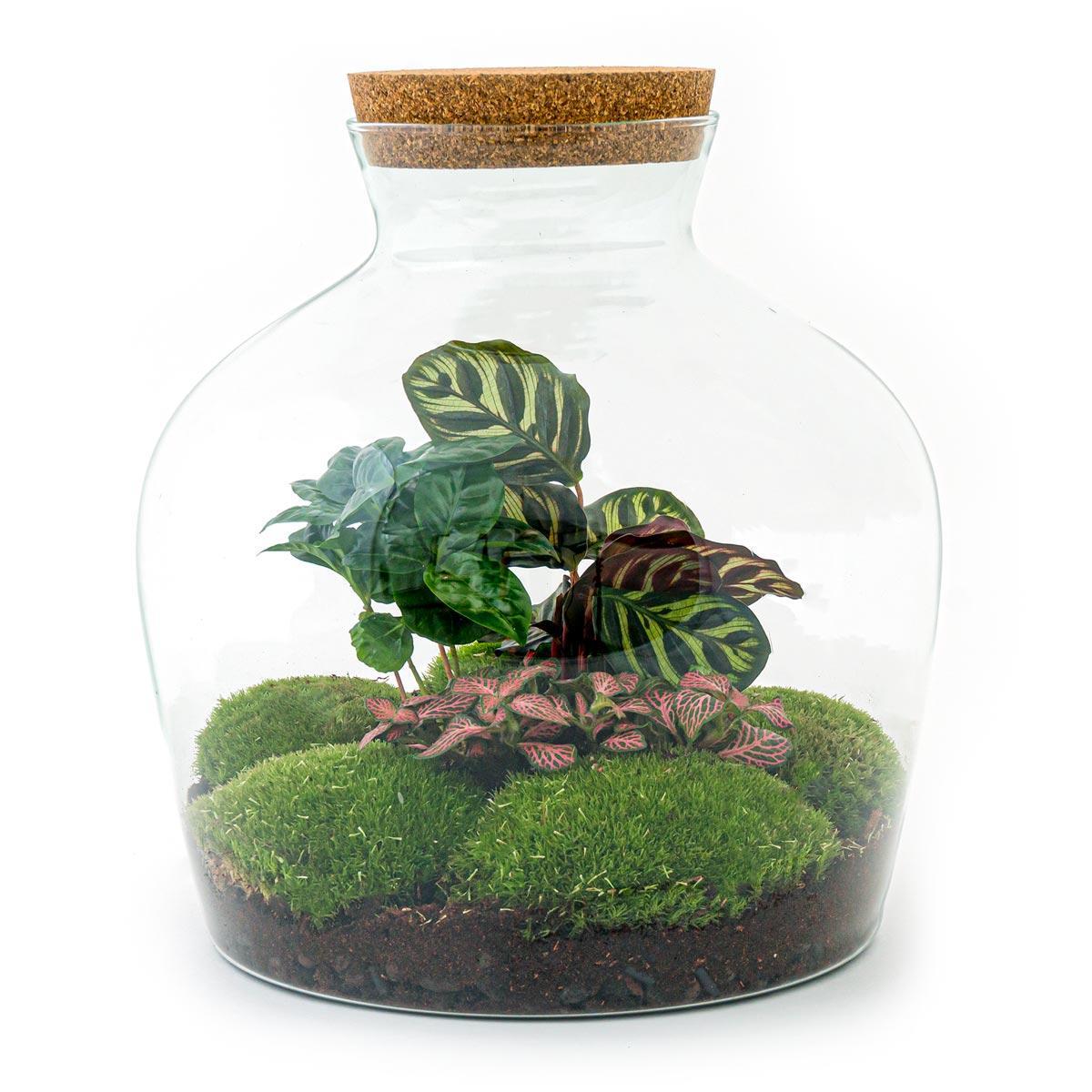 Terrarium calathea